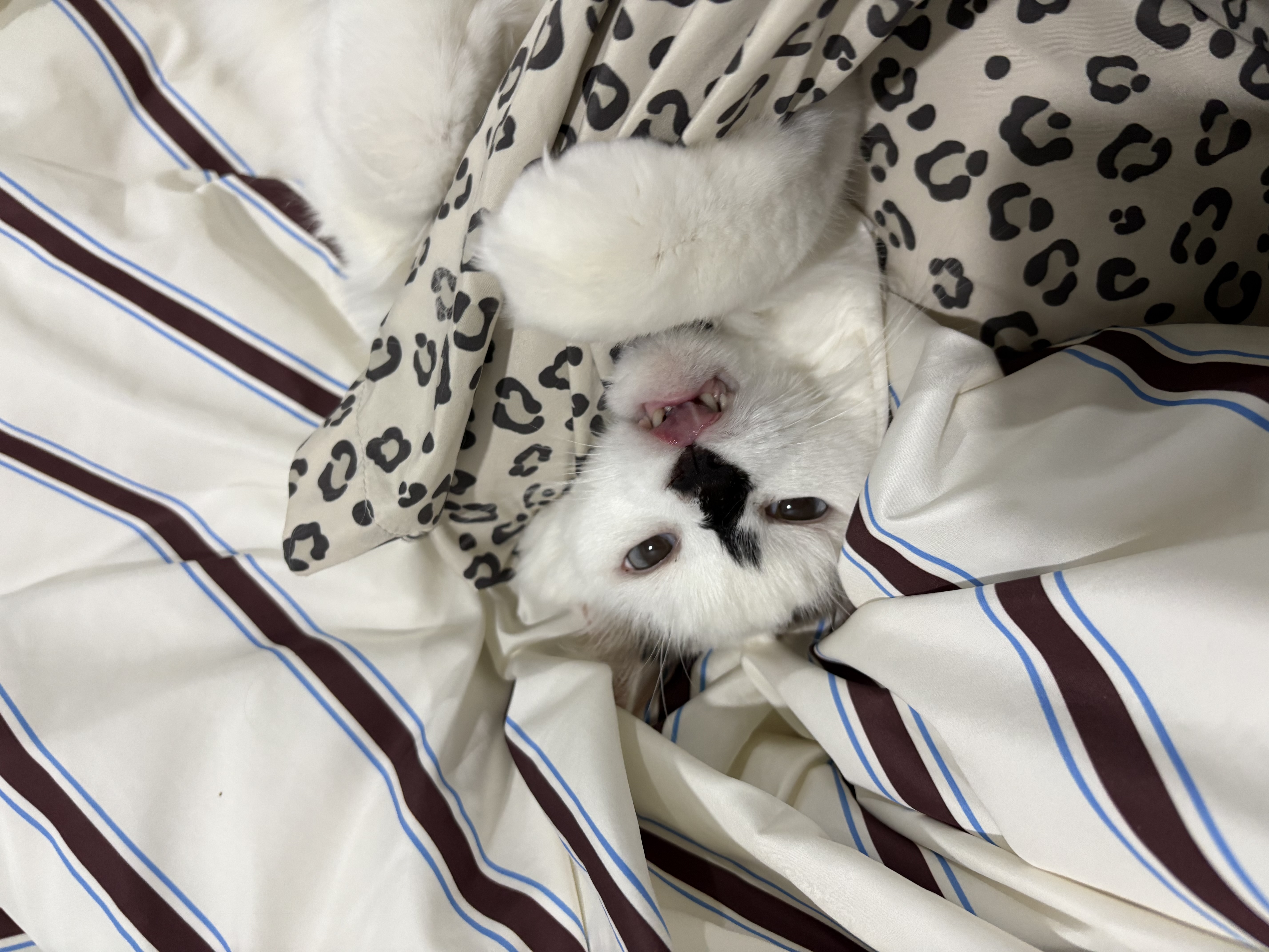 달이(썸씽이)와 2주년