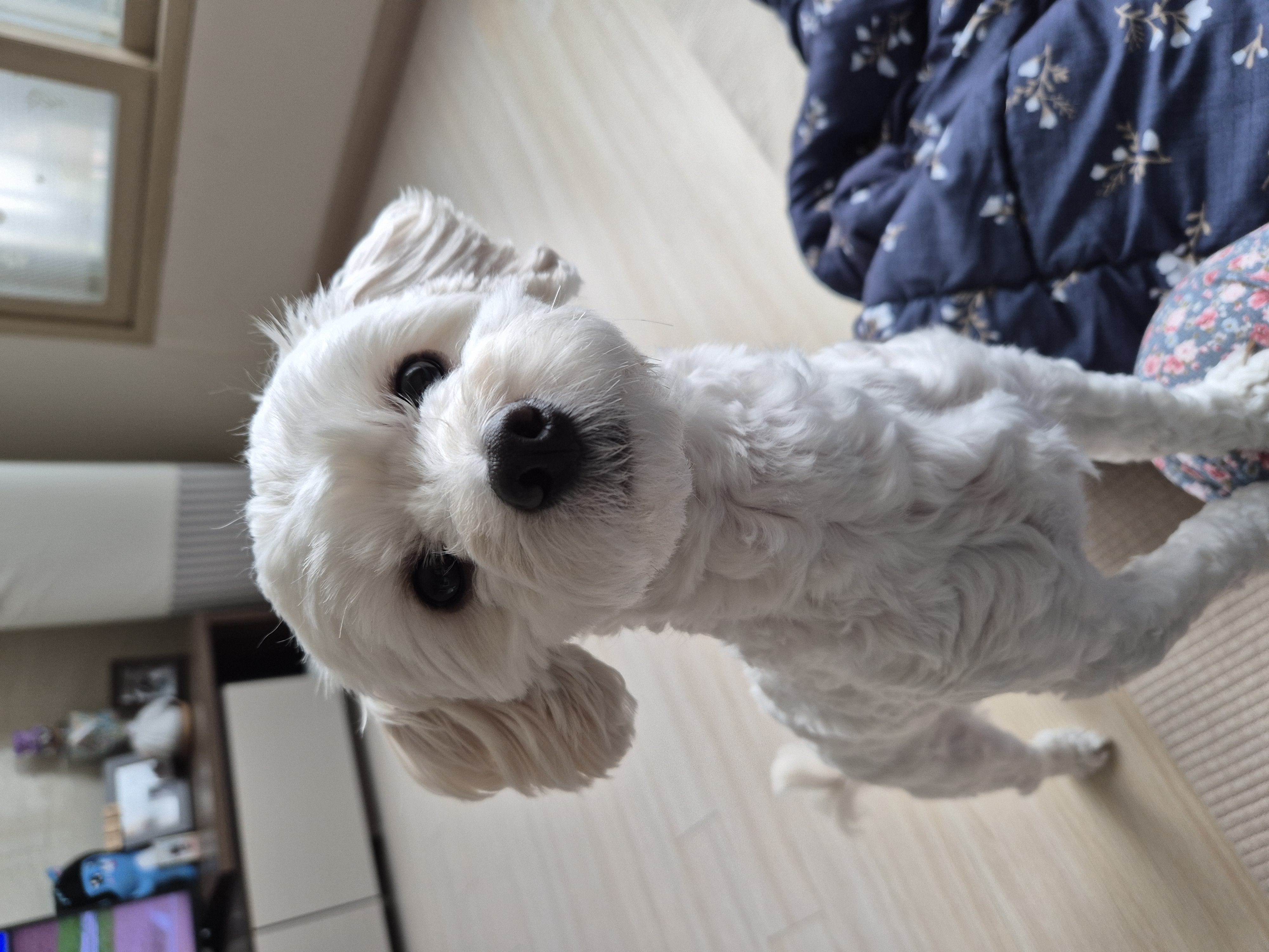 가족이된지1년되는날바람이네입니다.♡ 