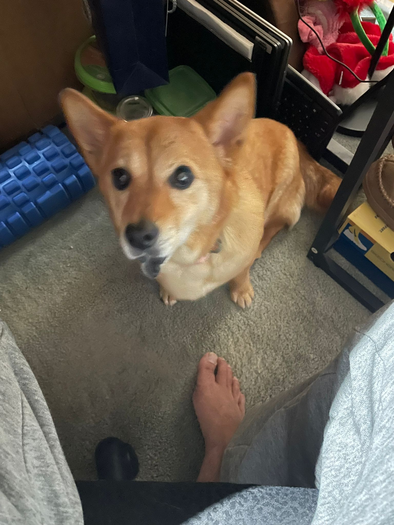 [해외입양] 캐나다 토론토에서 전해온 '아장이' 소식💌