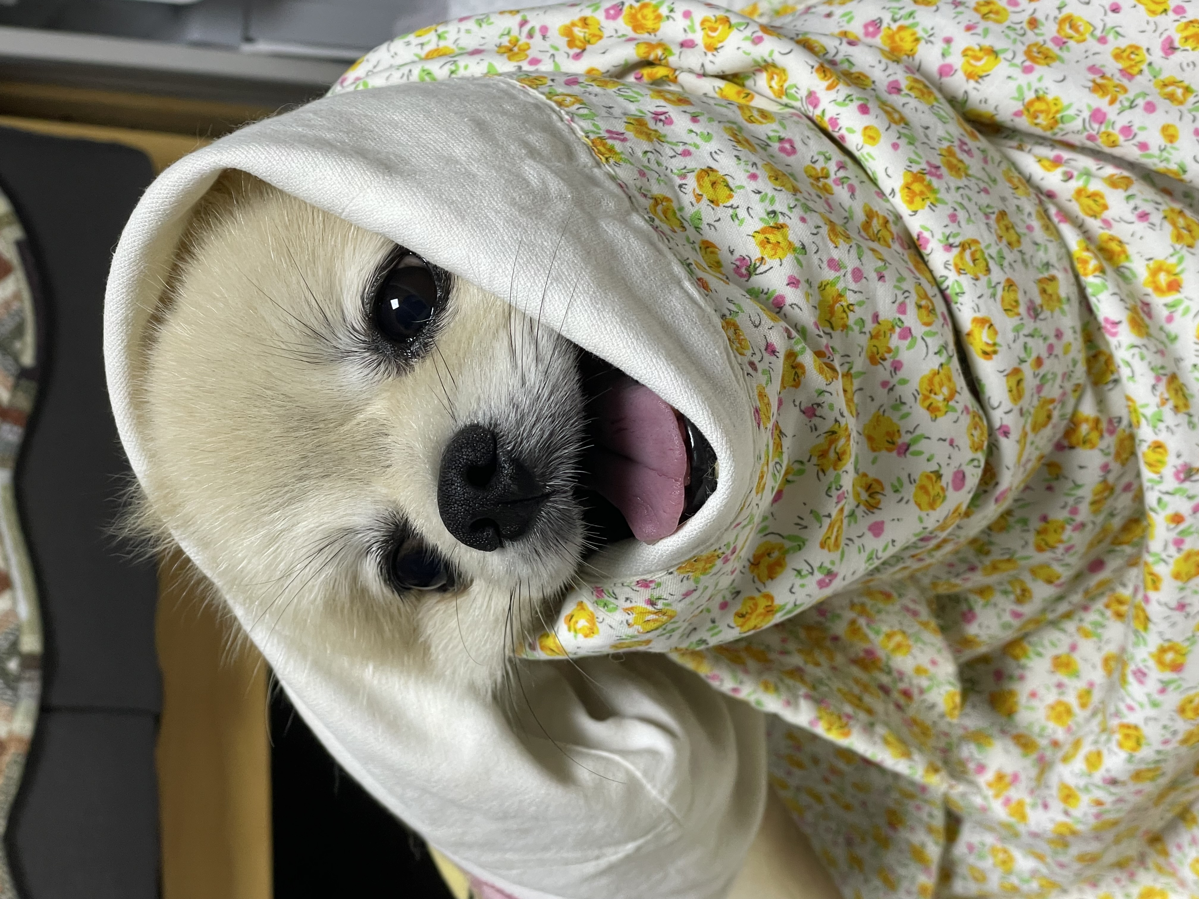 따봉(구 포키)이의 2025년