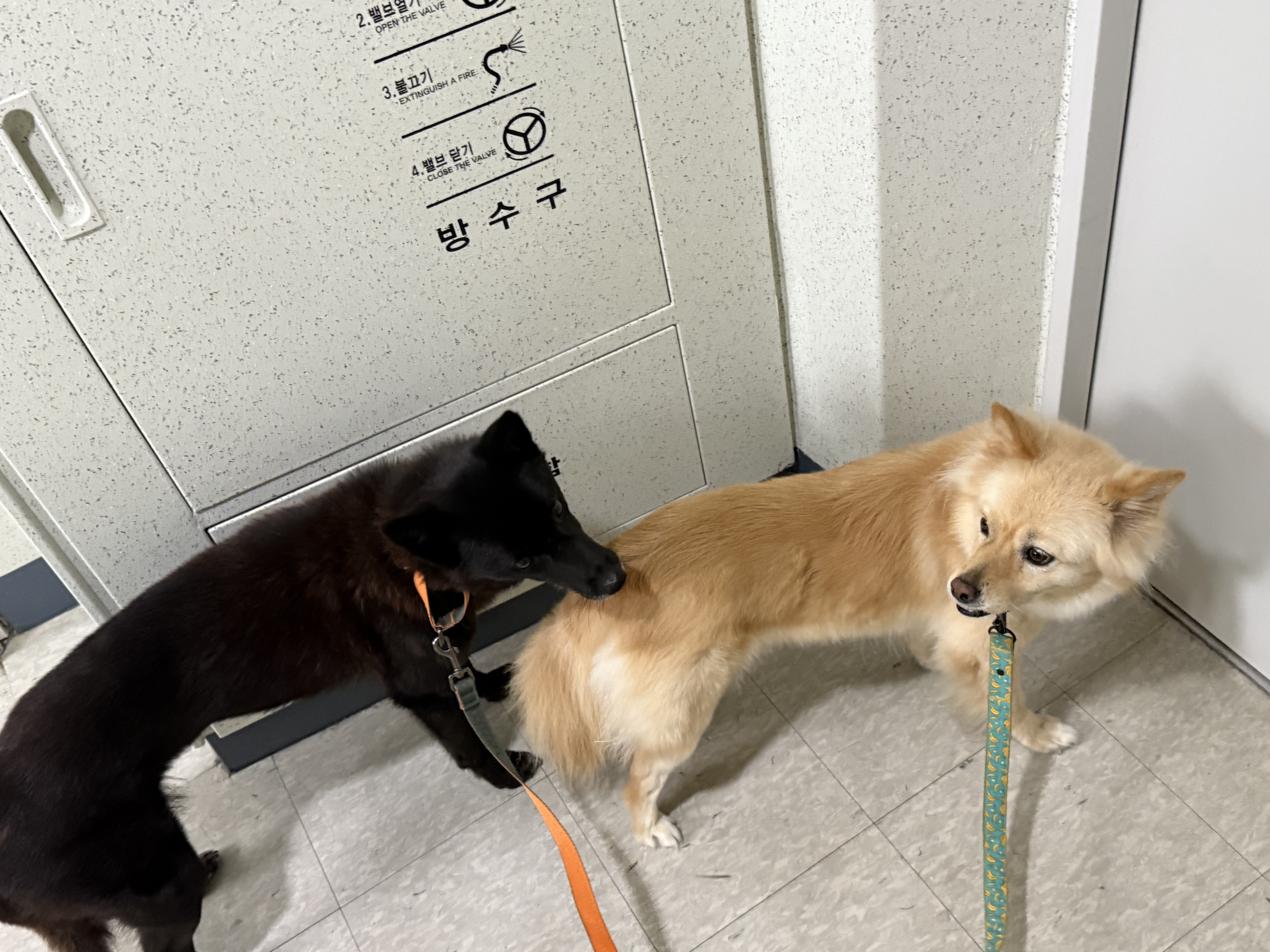 반달이와 친해지기