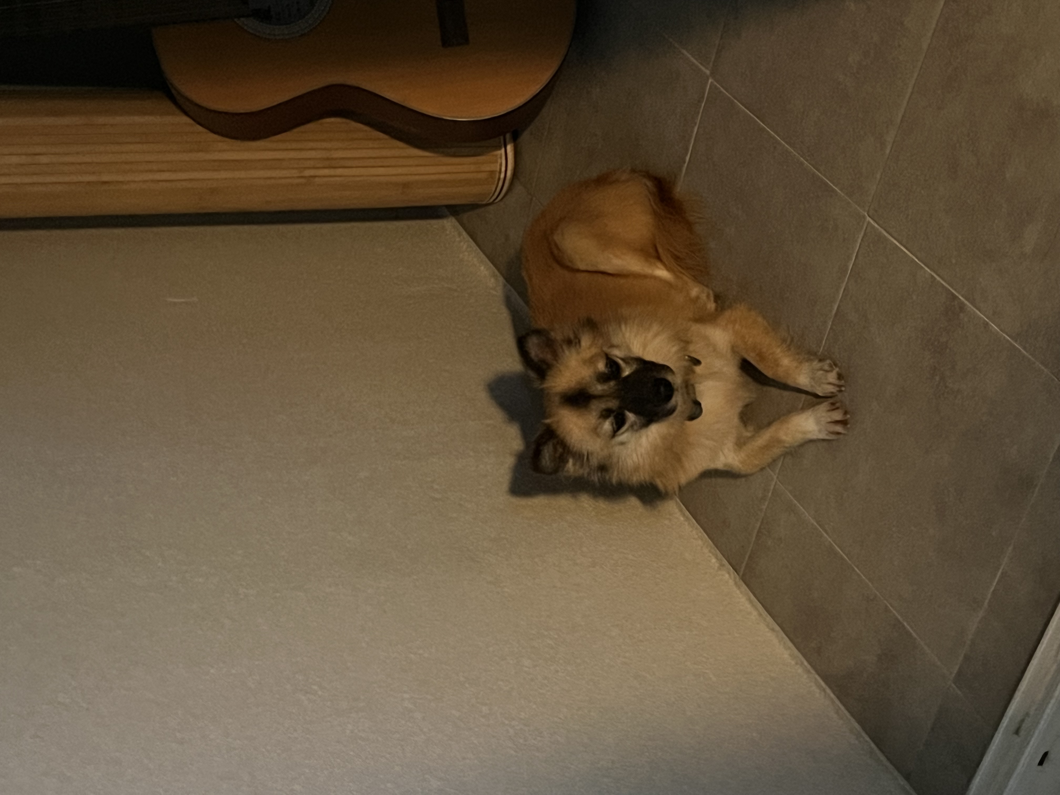 케일이의 첫 집생활