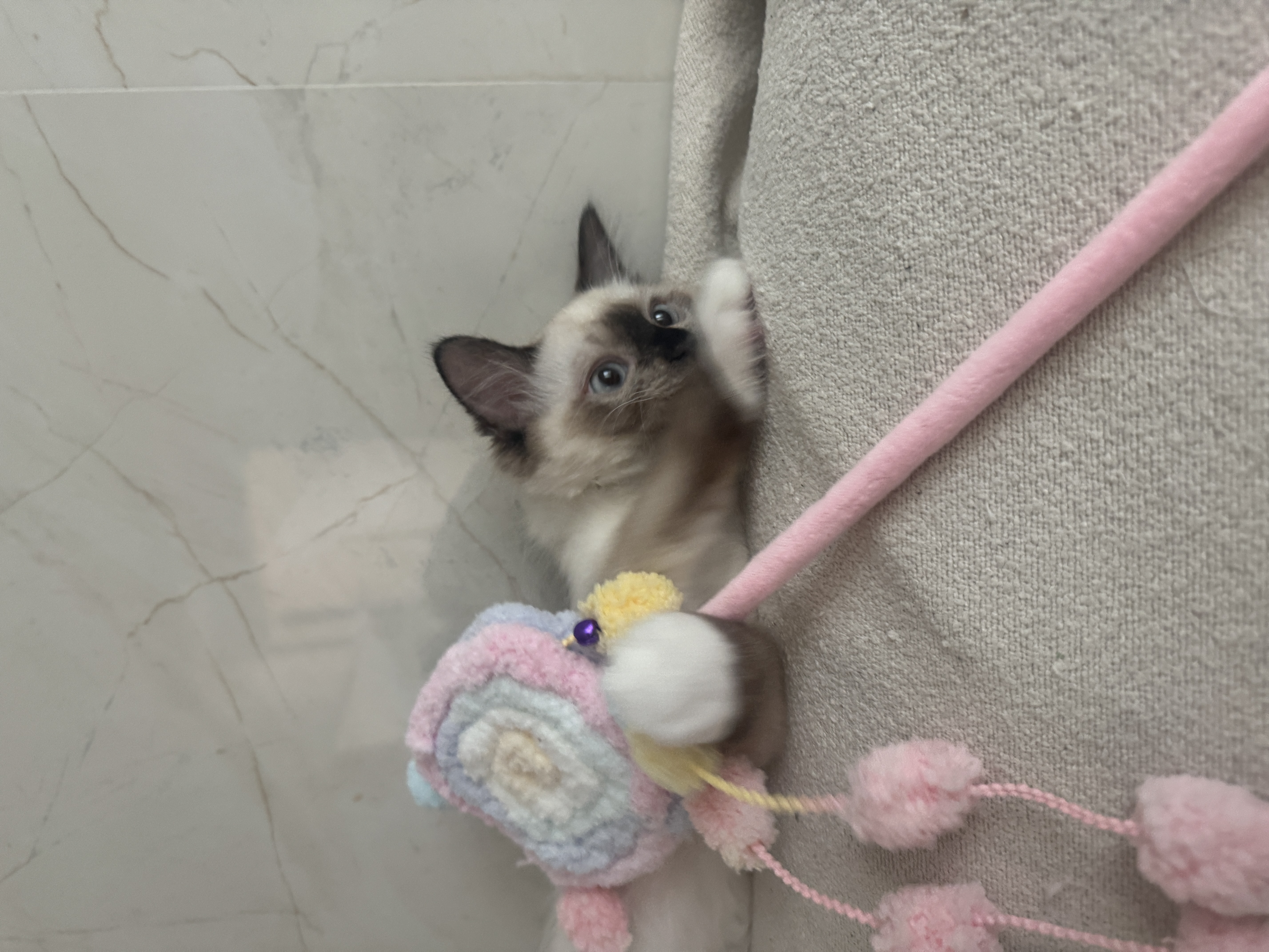 탄코(울산 구조묘 동오)와 함께한 한달