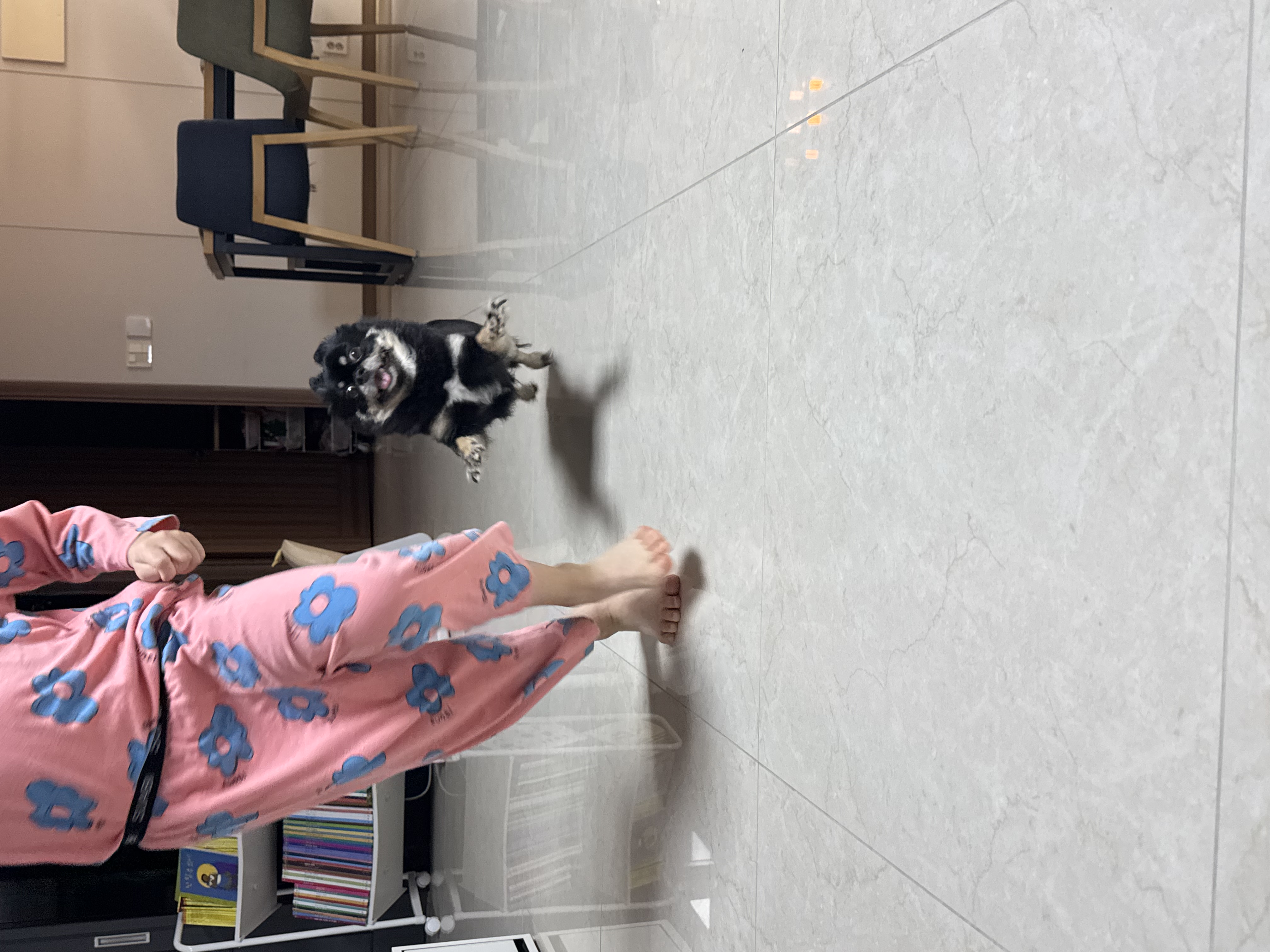 랩몬이 임보4개월차 소식 올립니다~^^