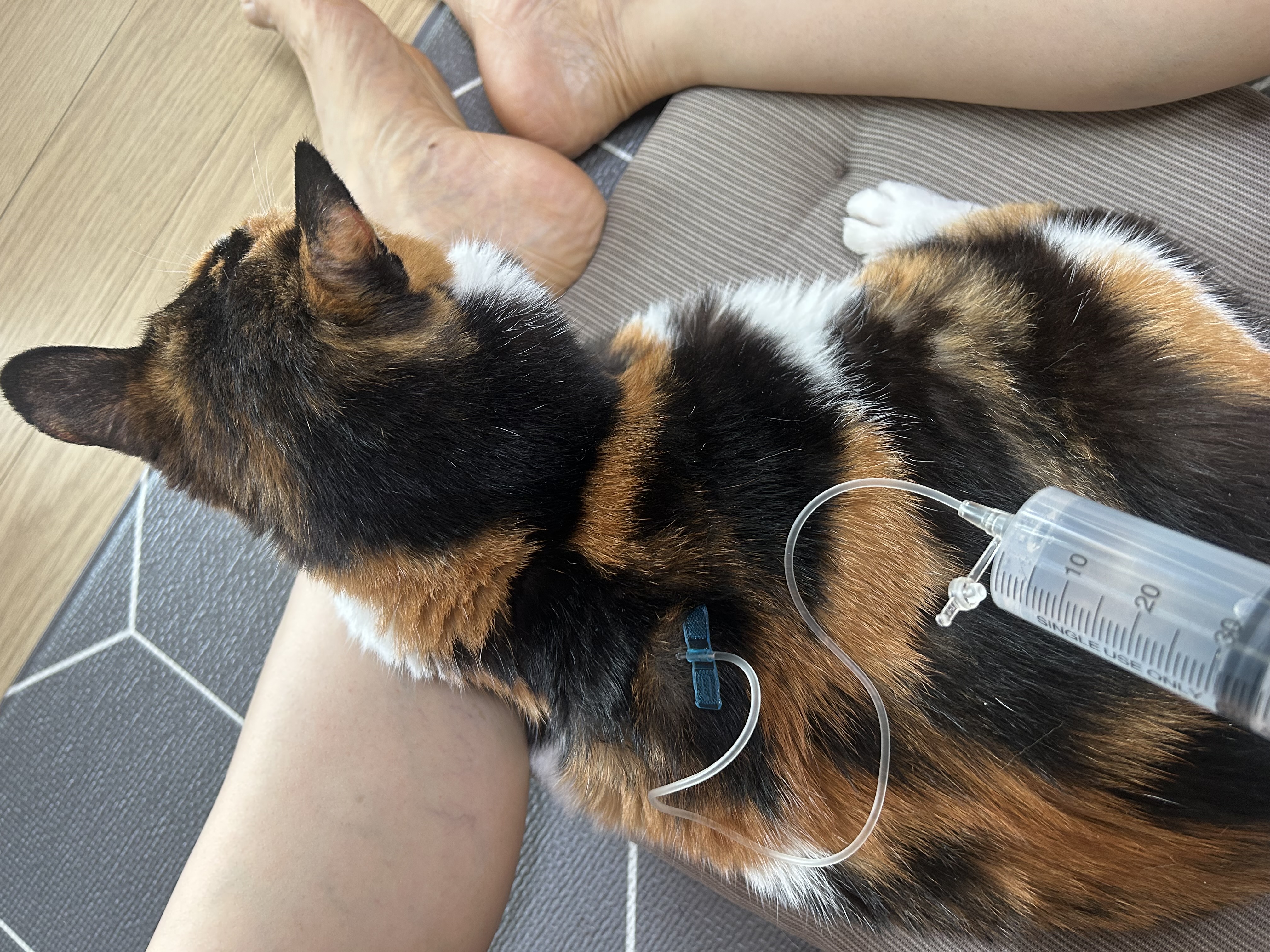 달이가 됀 달냥이