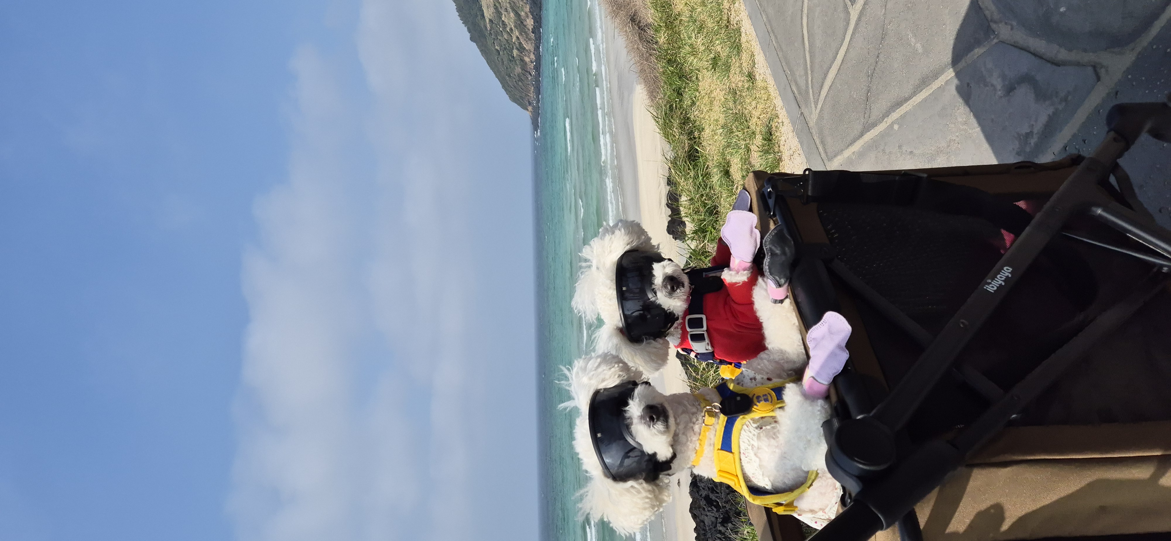 다온(푸양이) & 누림(양이) 잘 놀고 있습니다