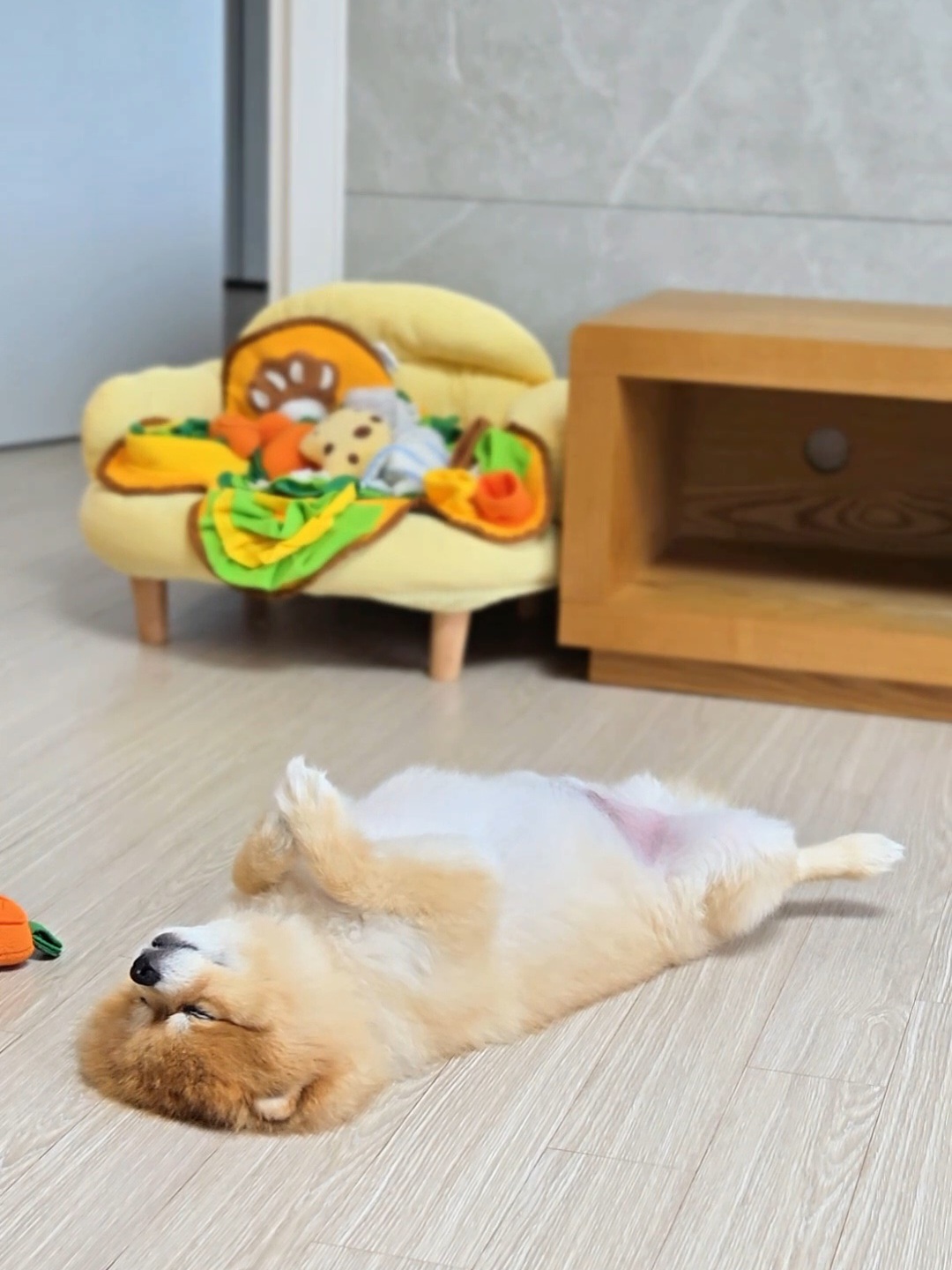 뽀심이(동식이) 입양 후 2년 후기입니다!!