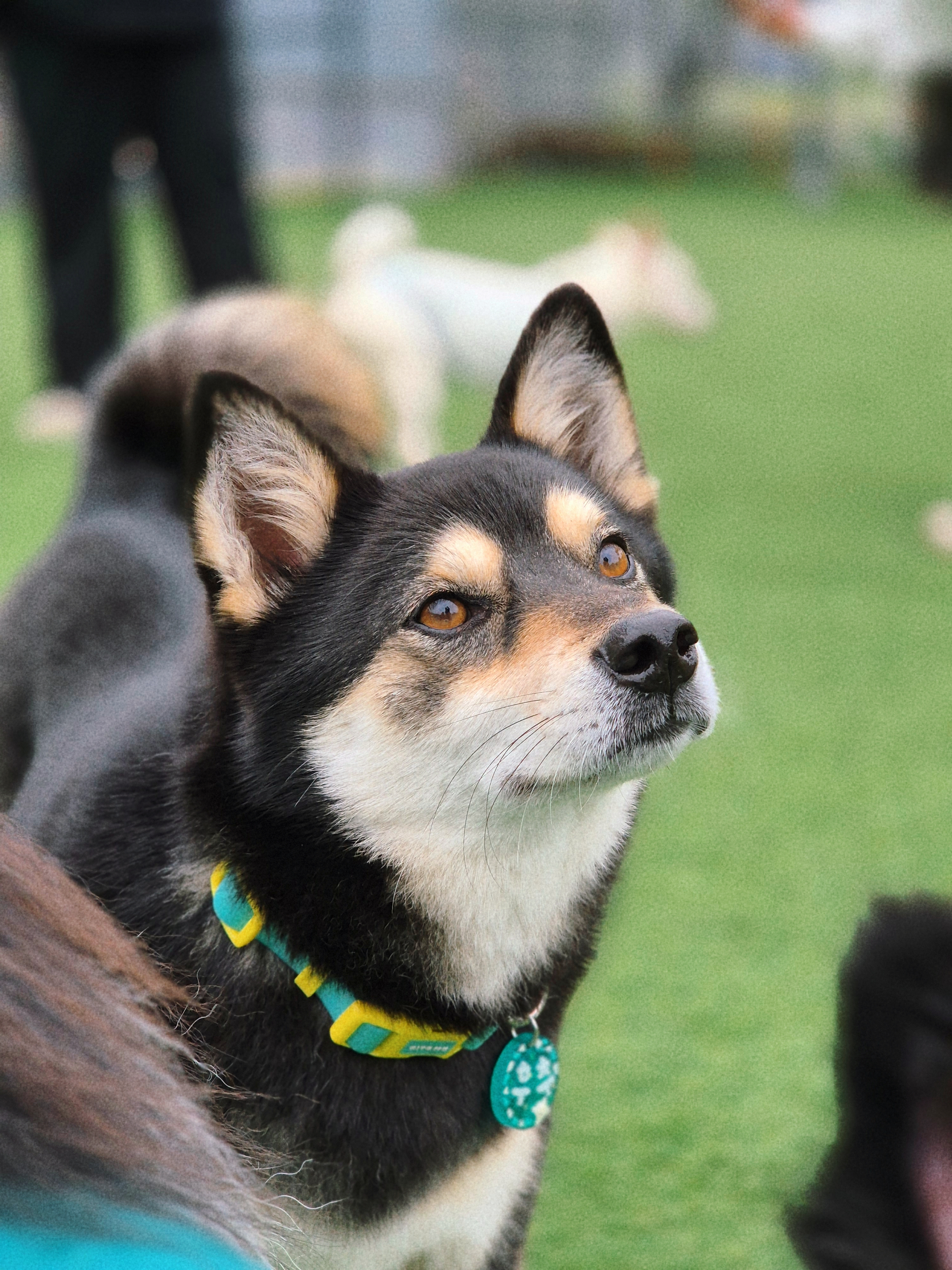 후추(우주) 입양 5년 후기