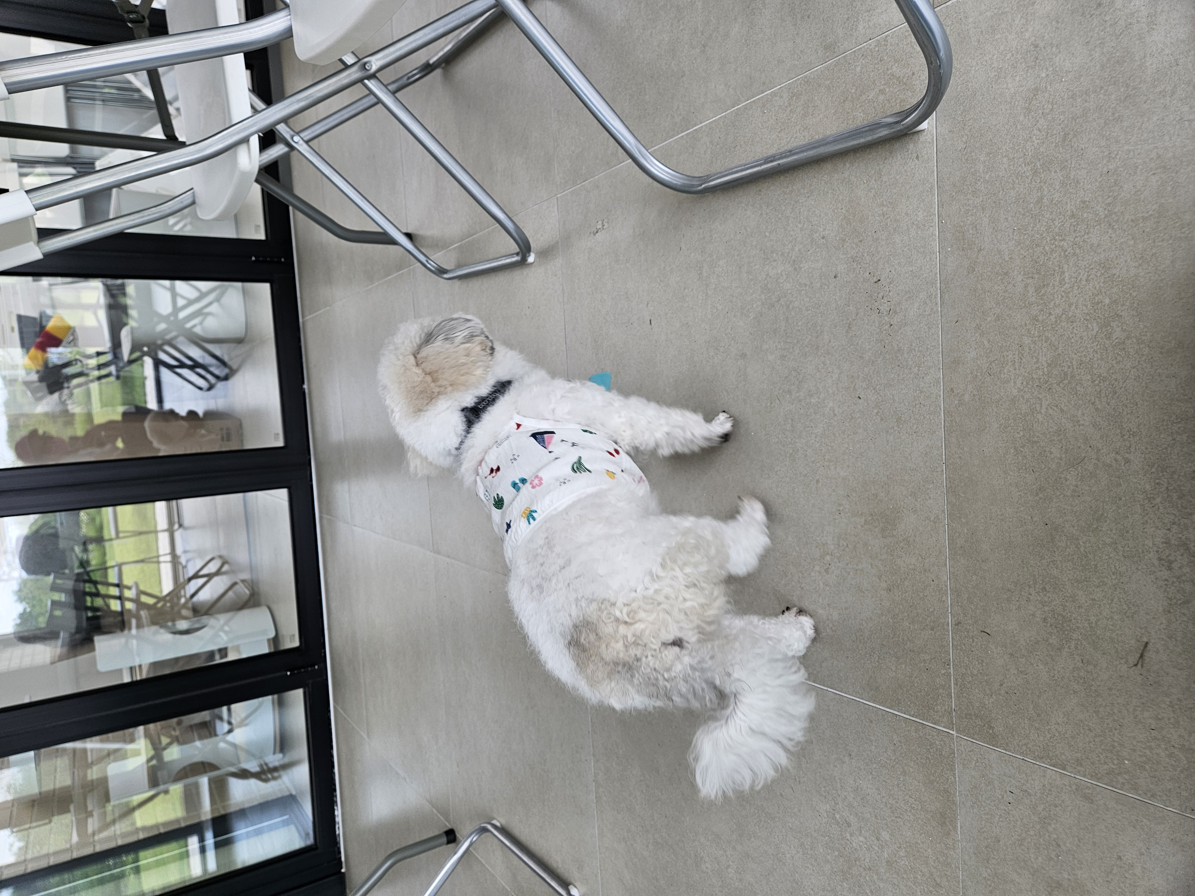 알록이(미소)입양2주년