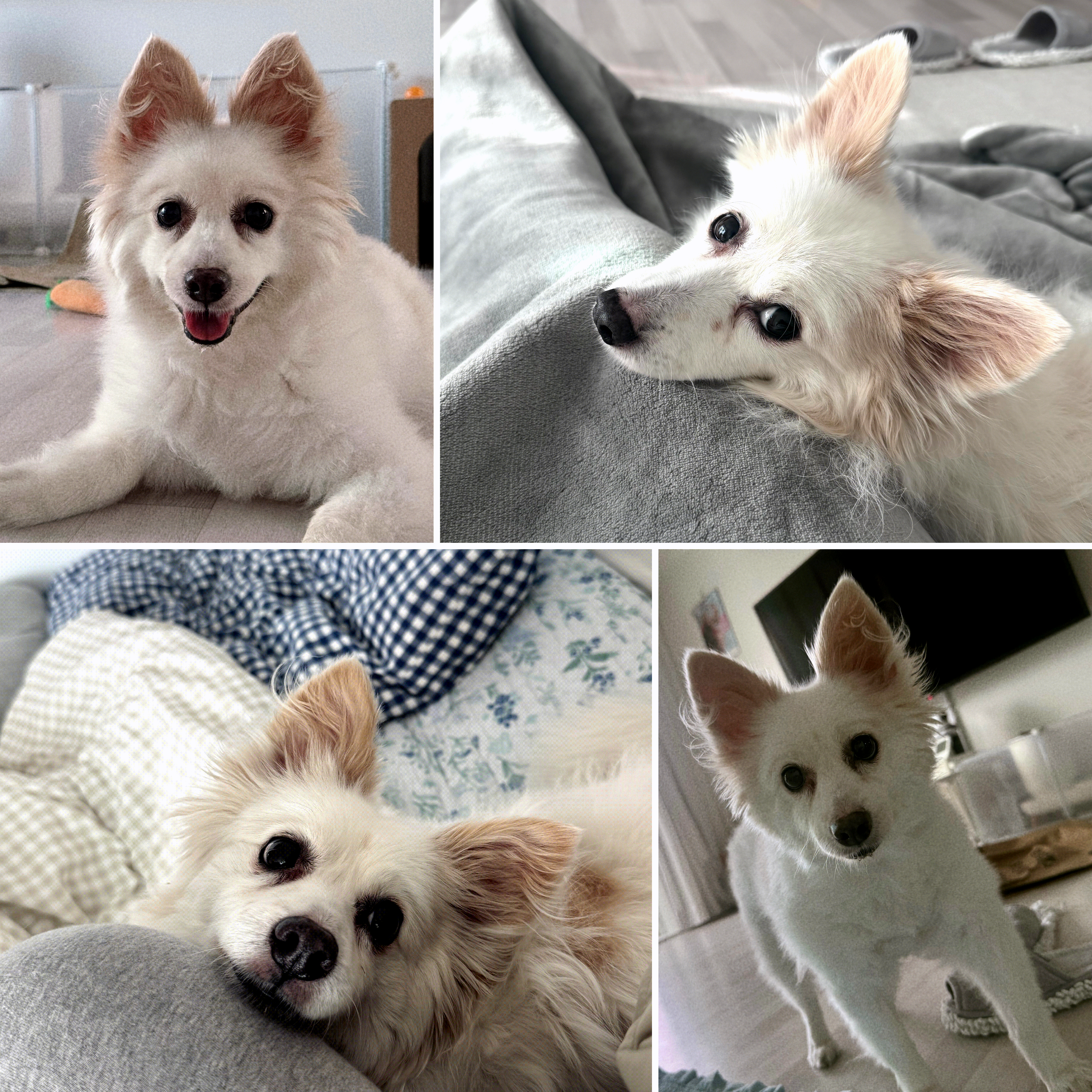 ❤️앵두와 함께한지 벌써 5년❤️