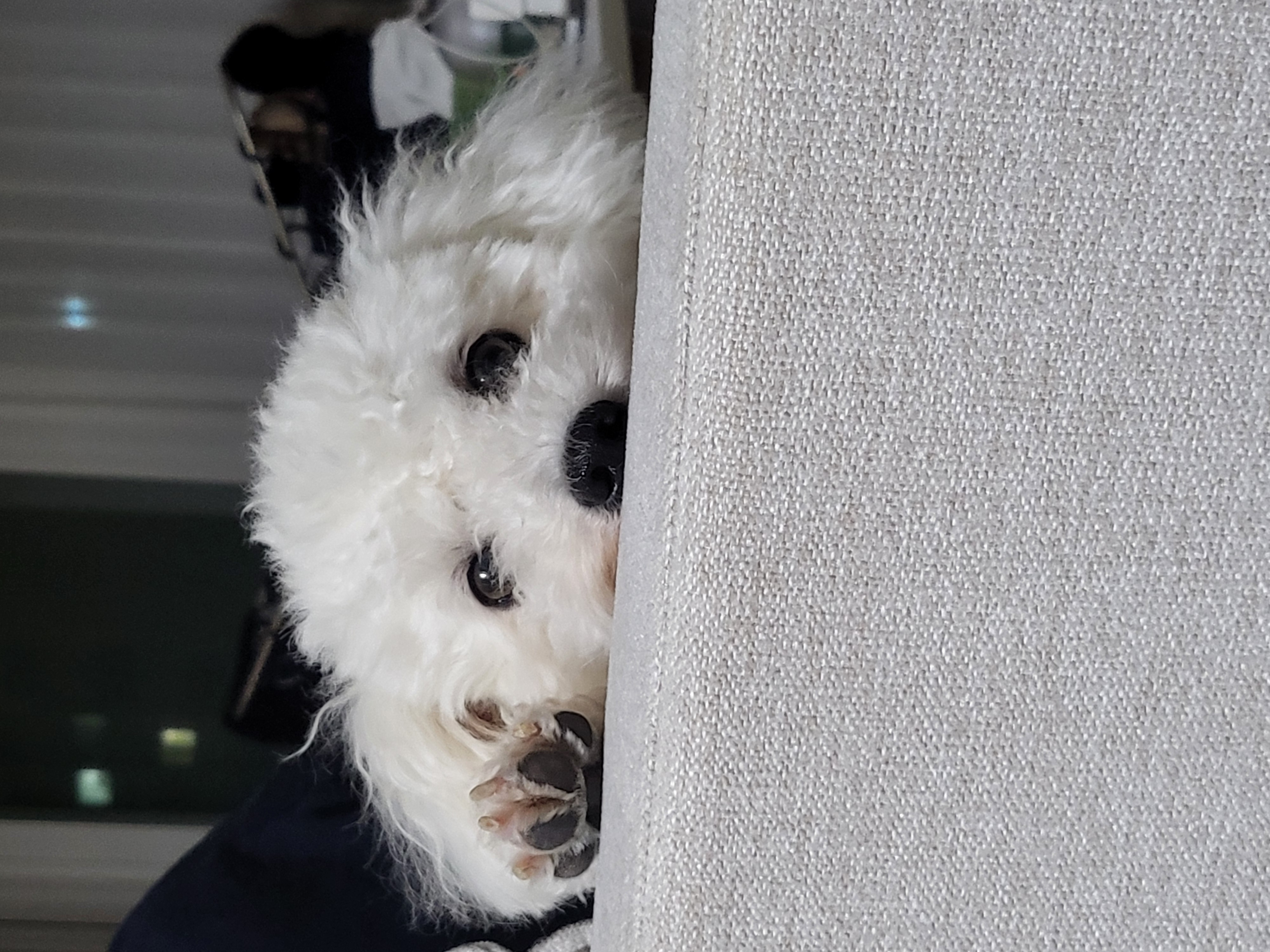 [동키/보령-99] 하남이 생일이 돌아왔어요!