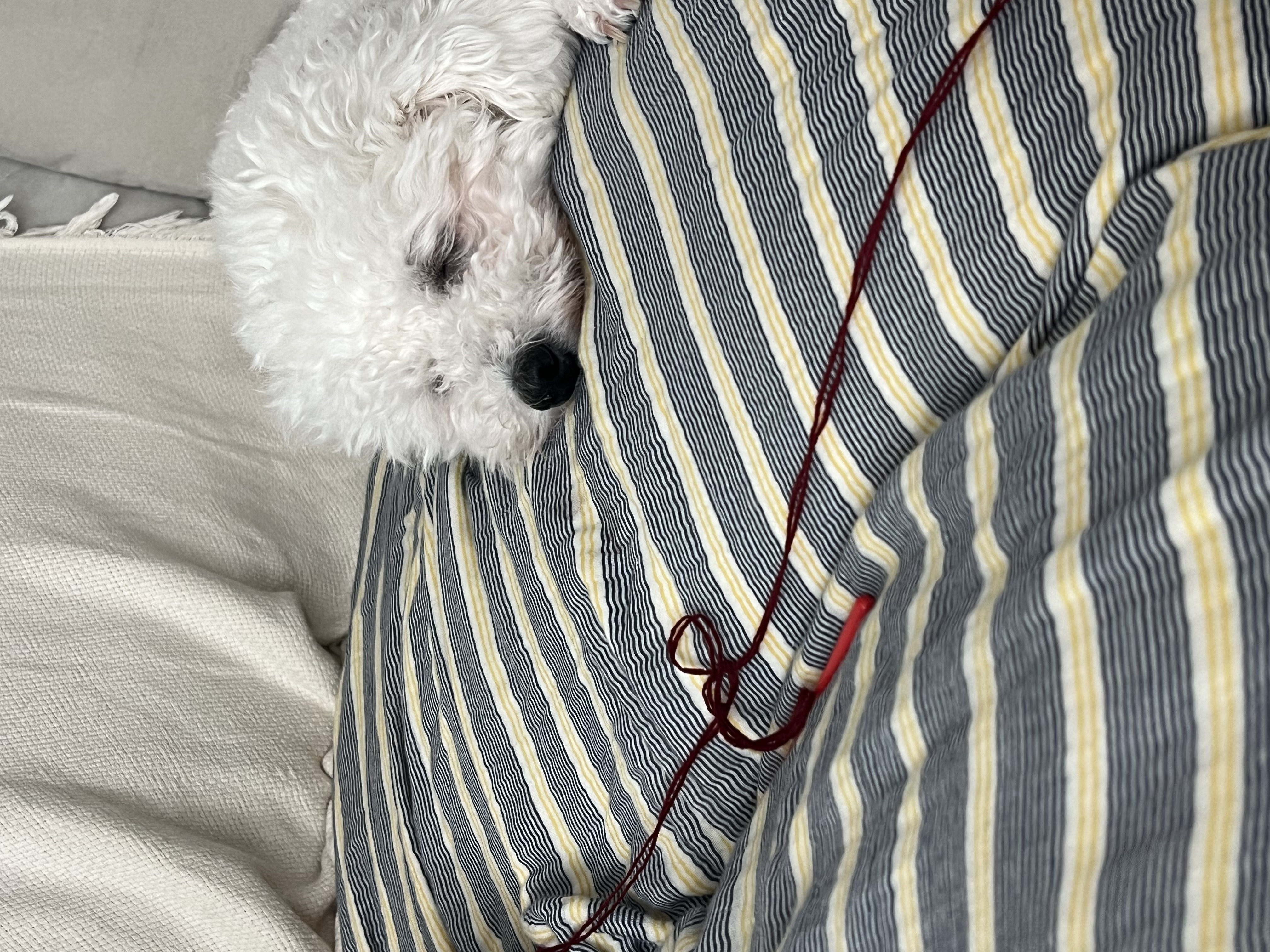 [동키/보령-99] 하남이 생일이 돌아왔어요!