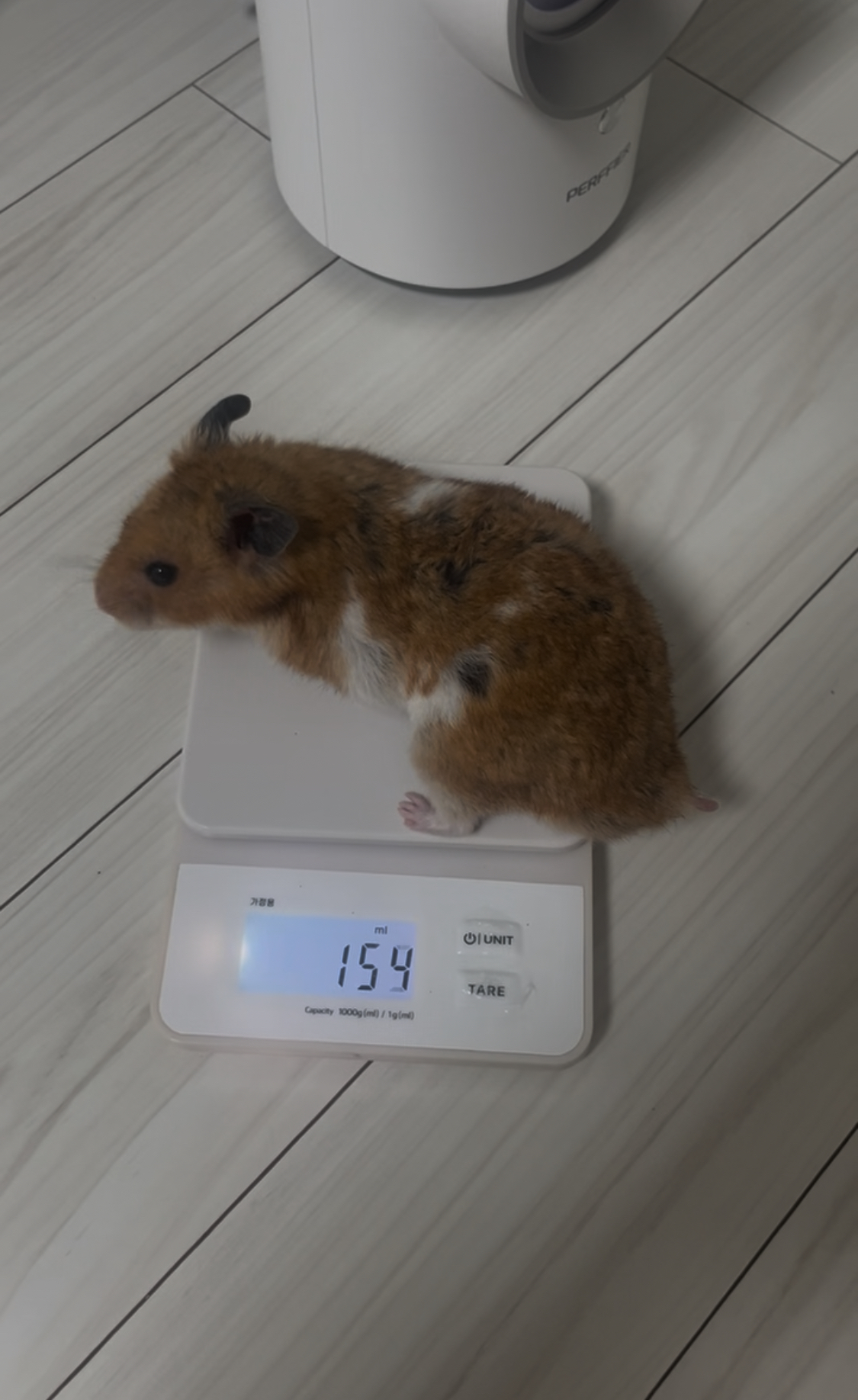 할배햄이 된 온햄이