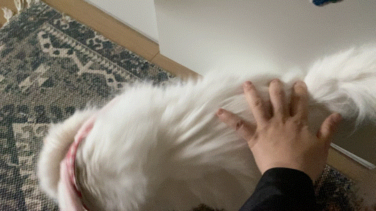 임보끝! 평생보호 시작! 설이공주님 잘 부탁드려요(앙이)