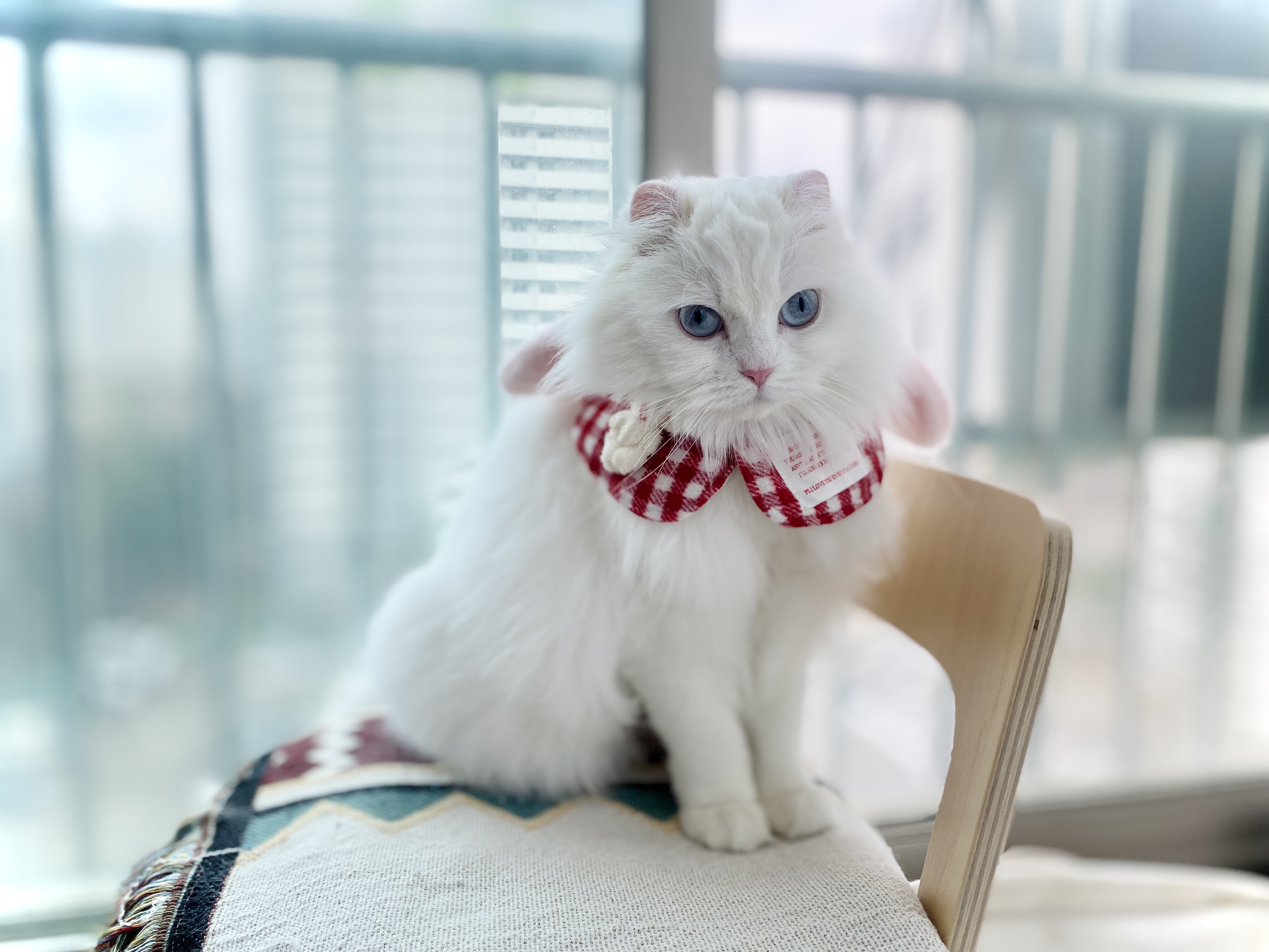 임보끝! 평생보호 시작! 설이공주님 잘 부탁드려요(앙이)