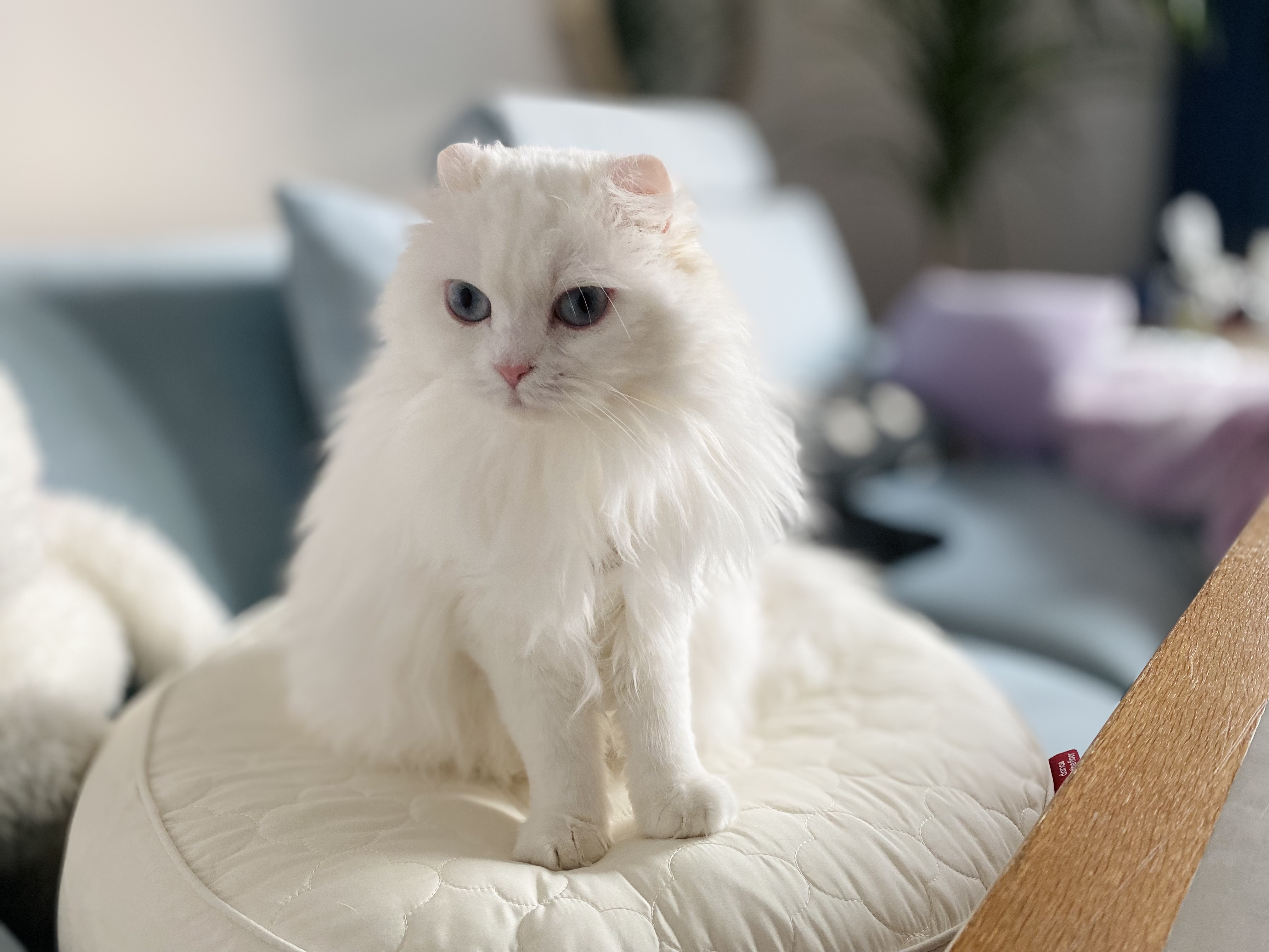 임보끝! 평생보호 시작! 설이공주님 잘 부탁드려요(앙이)
