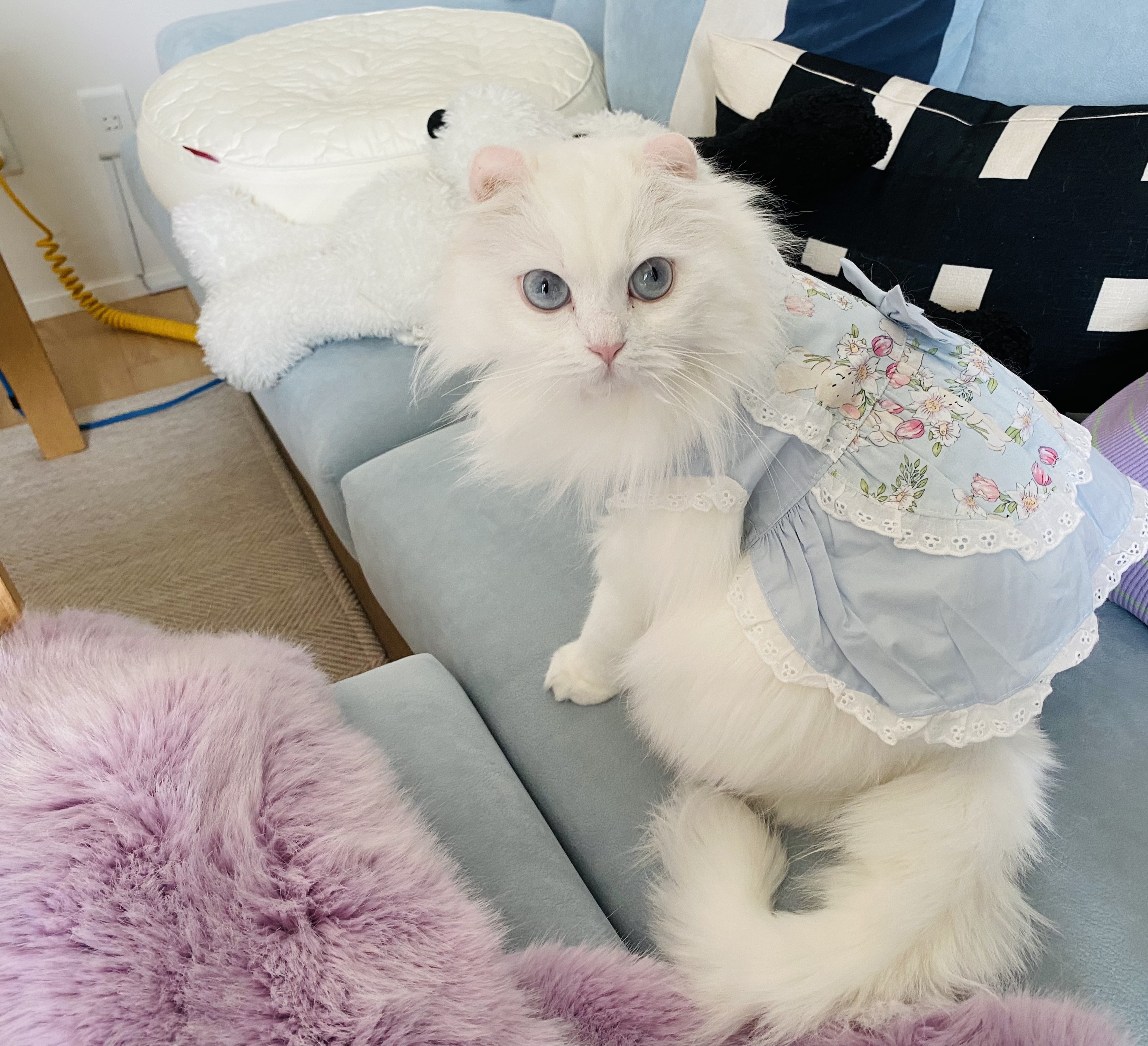 임보끝! 평생보호 시작! 설이공주님 잘 부탁드려요(앙이)
