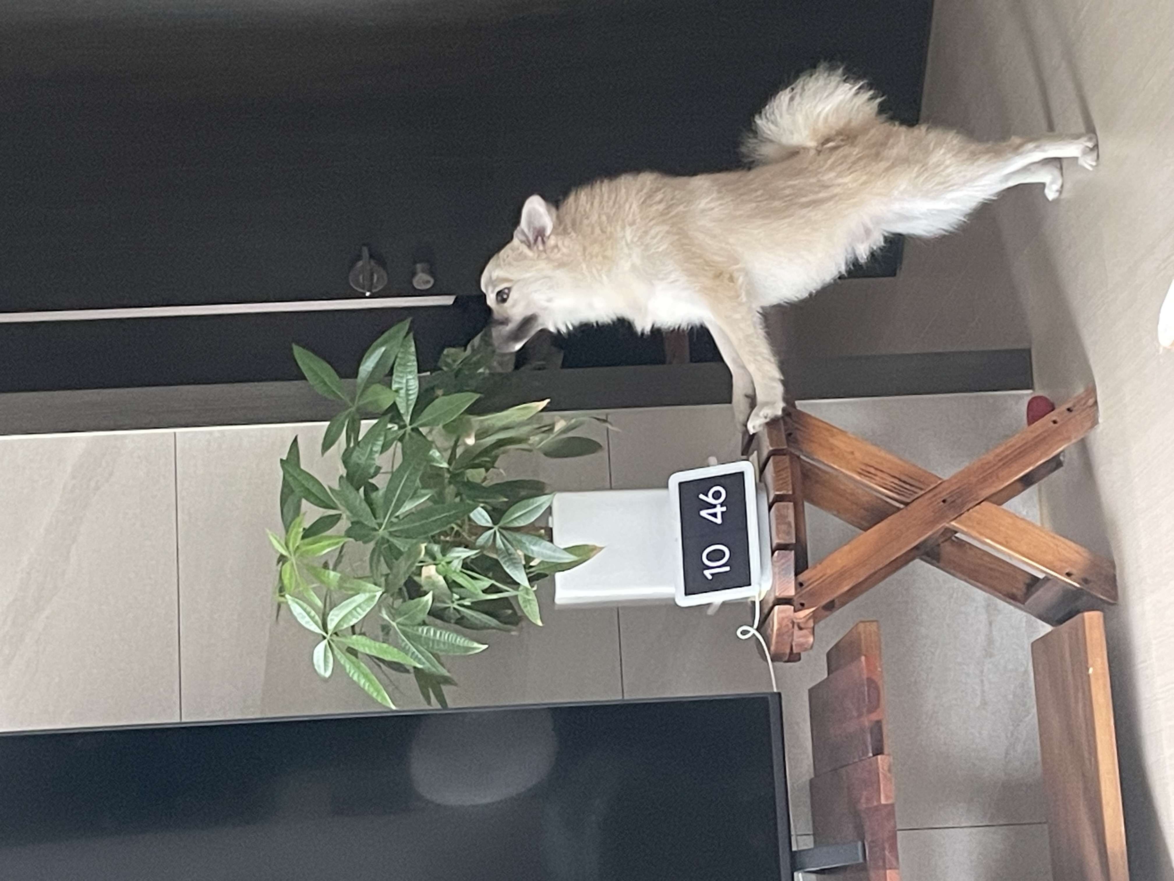 후추(보령번식장-보령이) 온지 1년째! 후기입니다.
