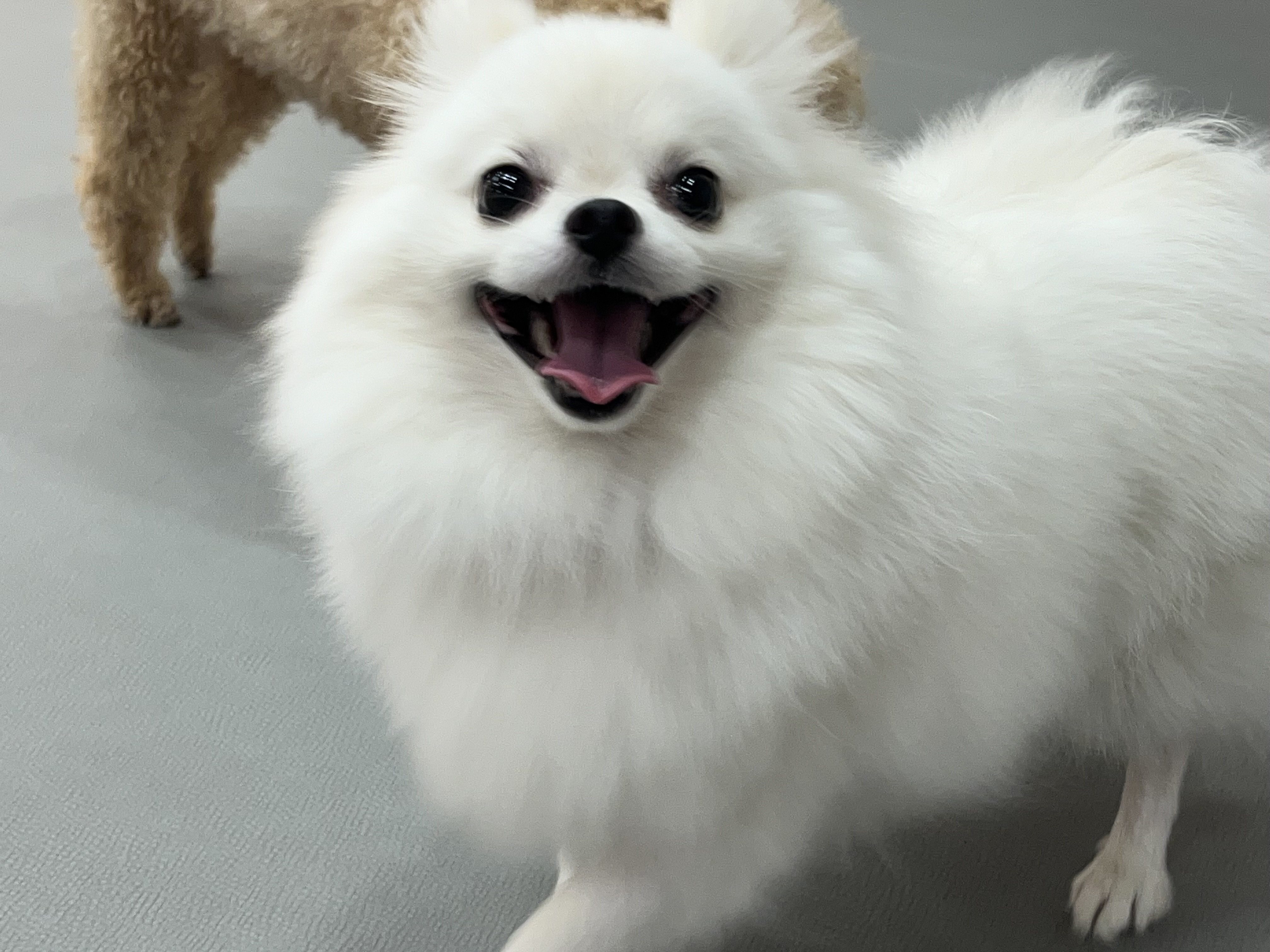 동자연 슈크(현 슈리) 가족된지 1년이 지났습니다