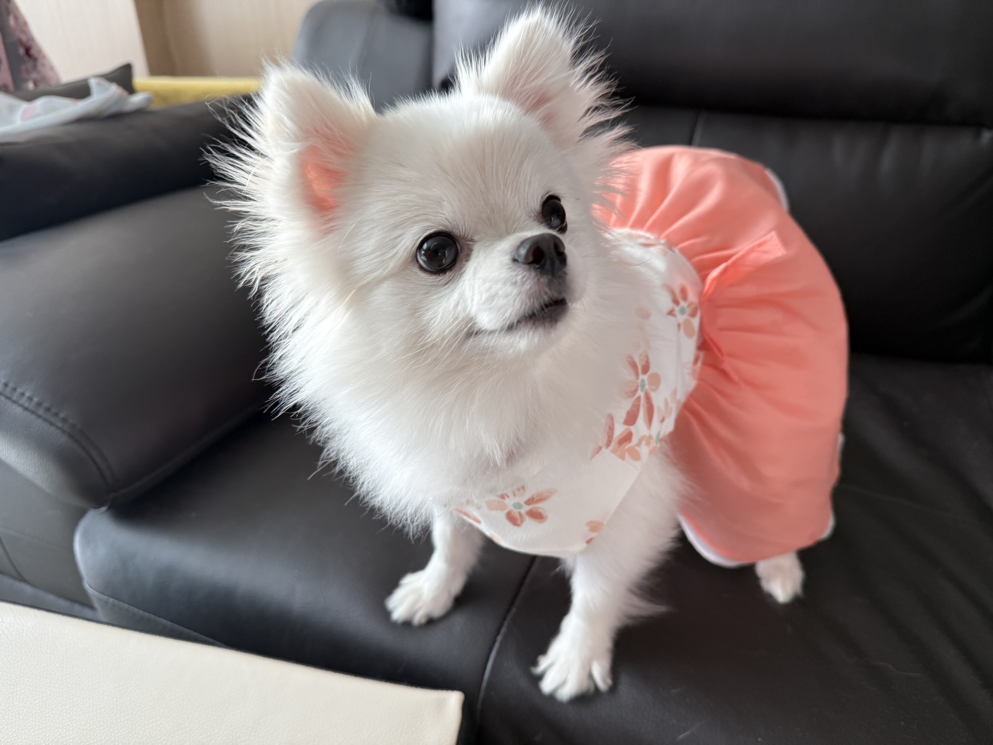 동자연 슈크(현 슈리) 가족된지 1년이 지났습니다