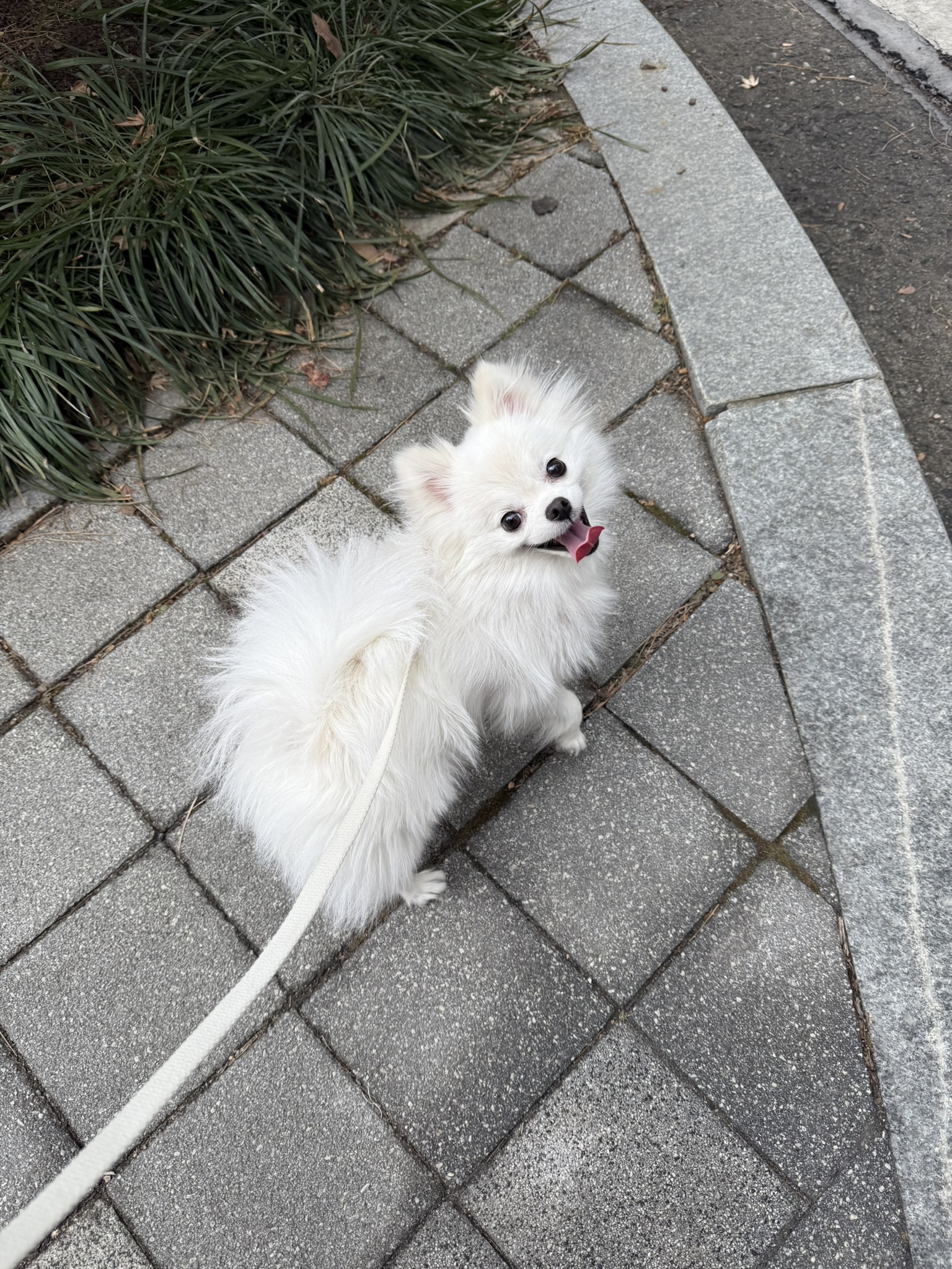 동자연 슈크(현 슈리) 가족된지 1년이 지났습니다