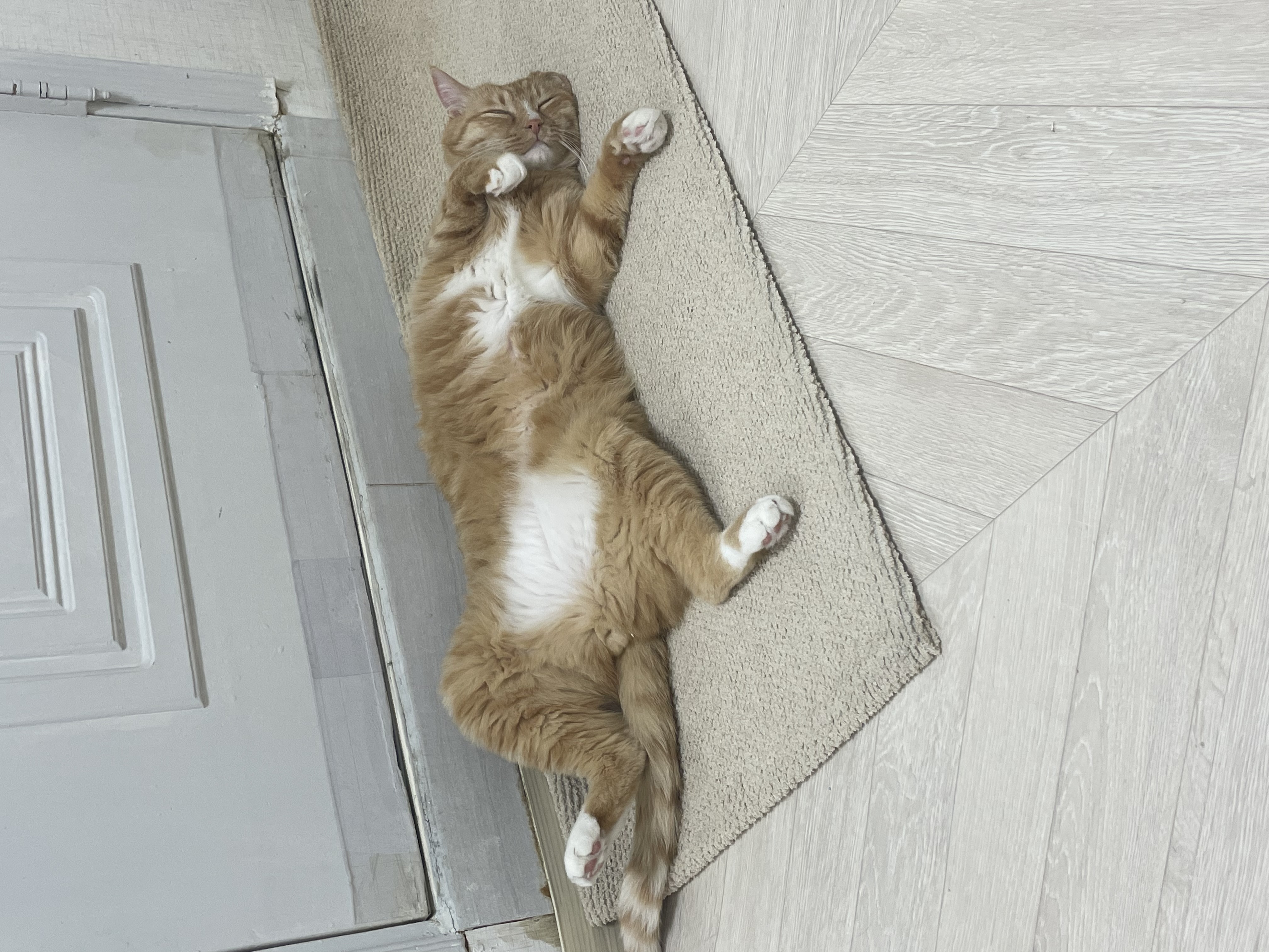 애옹이(리쿠)와의 일주일 기록