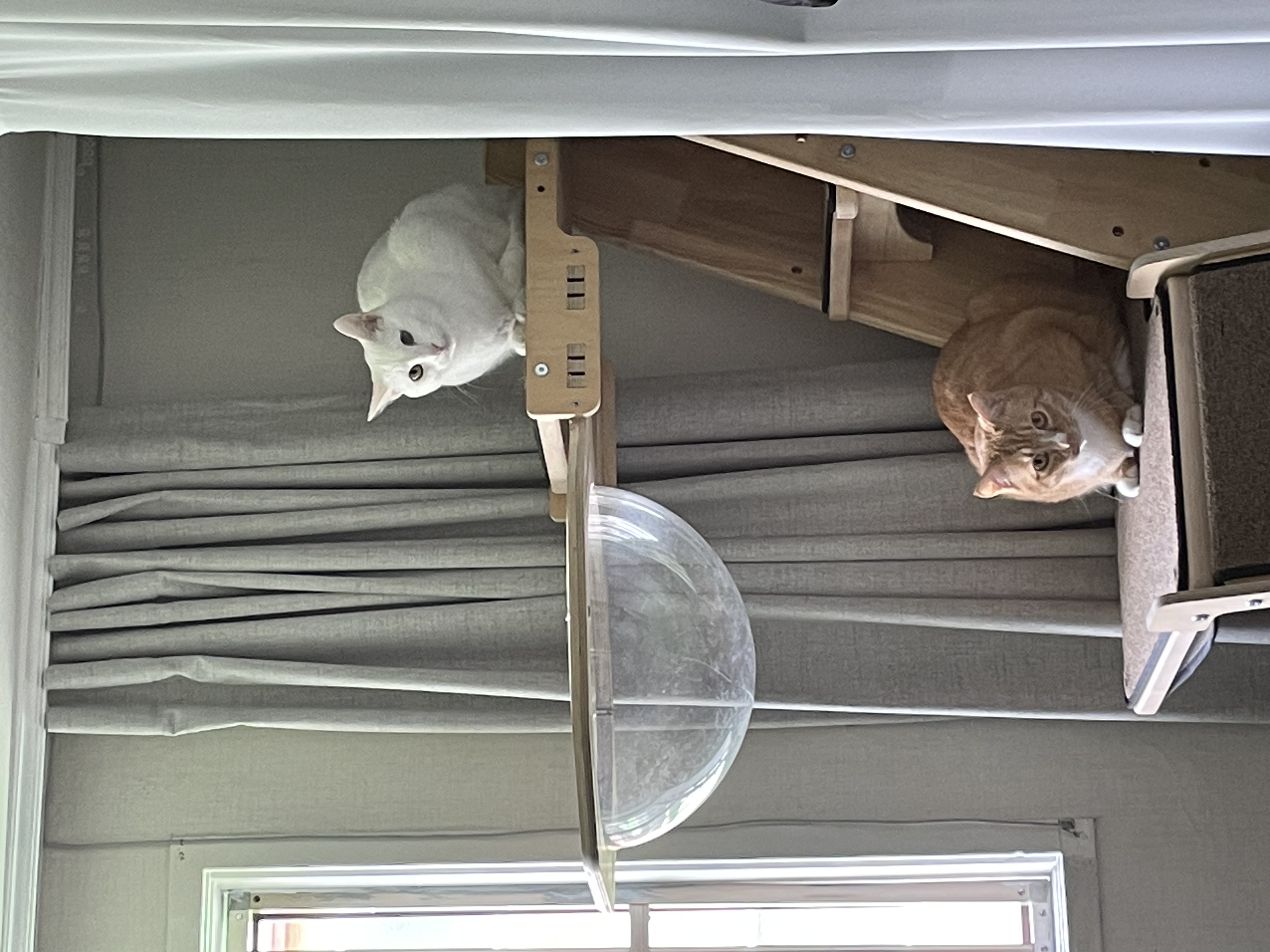 애옹이(리쿠)와의 일주일 기록