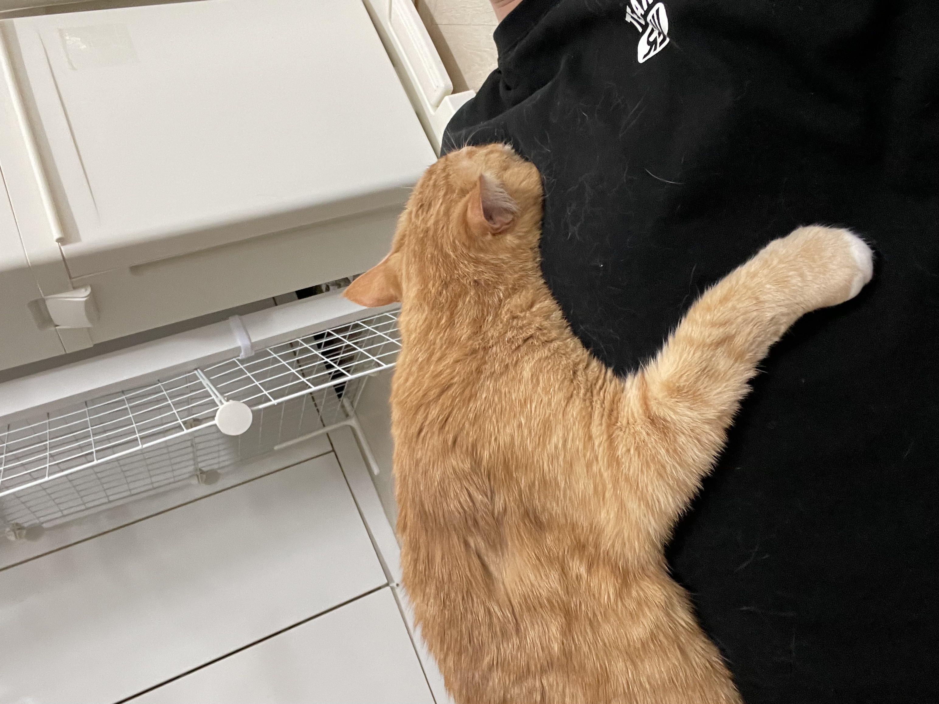 애옹이(리쿠)와의 일주일 기록