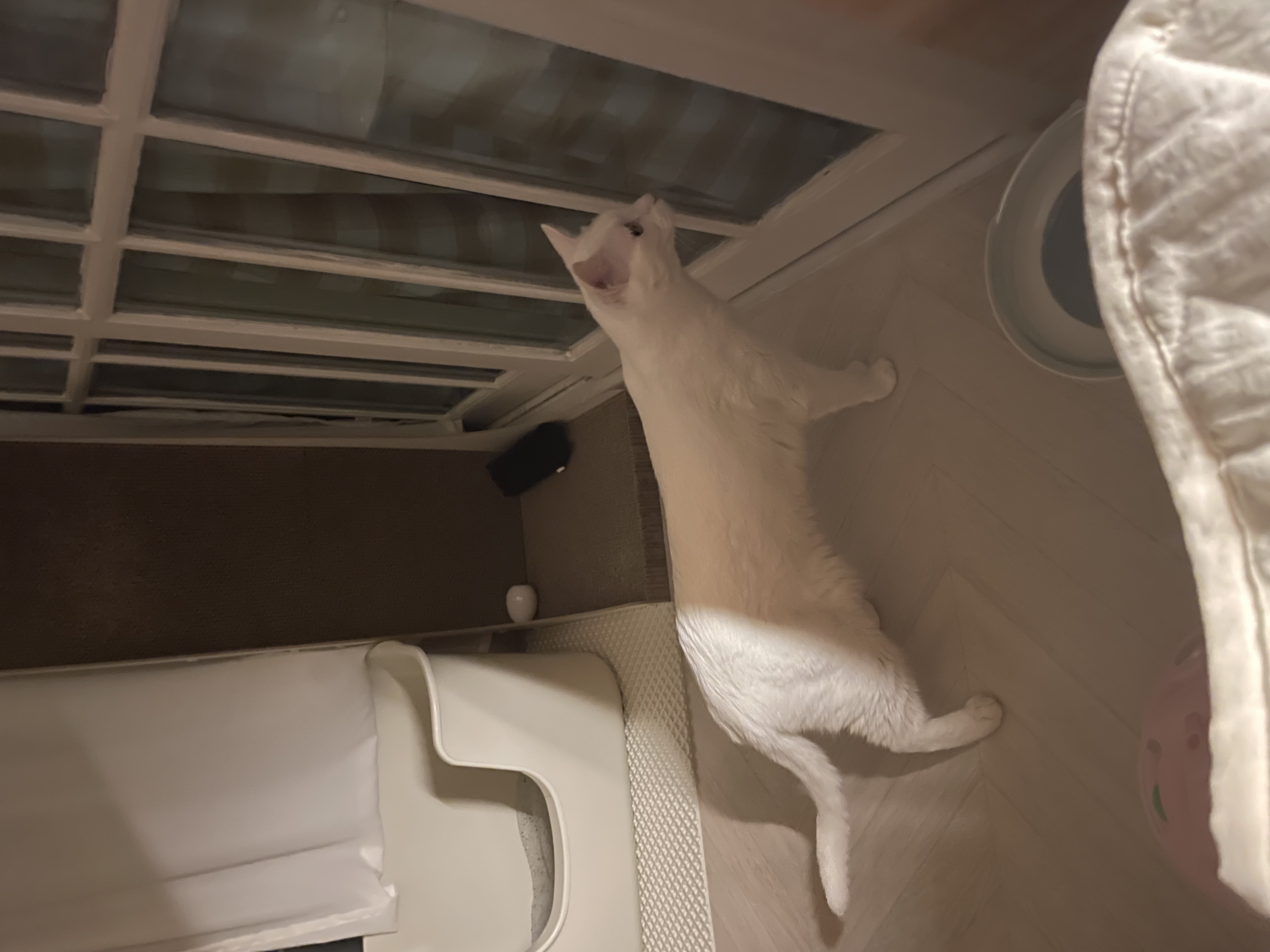 애옹이(리쿠)와의 일주일 기록