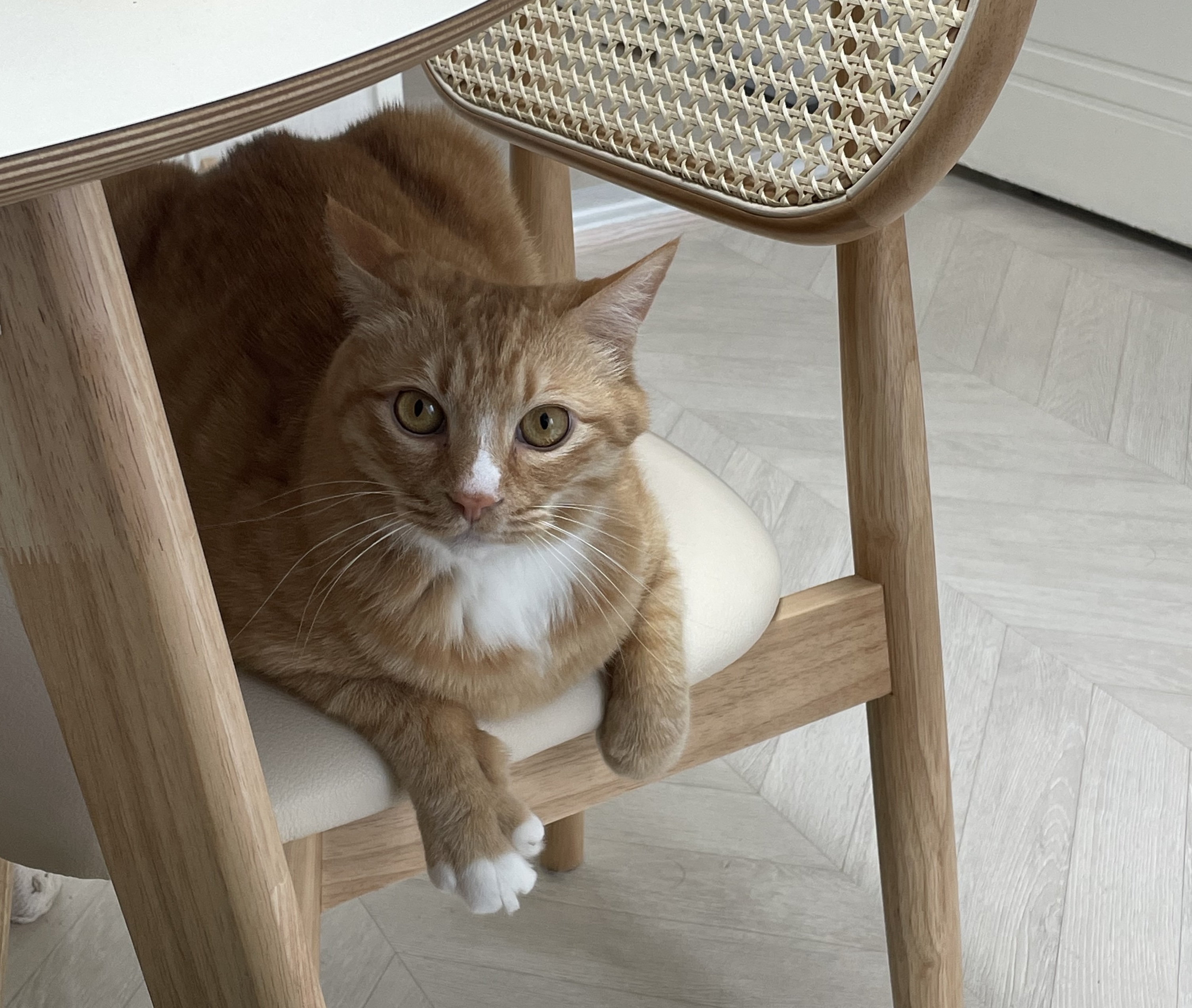 애옹이(리쿠)와의 일주일 기록