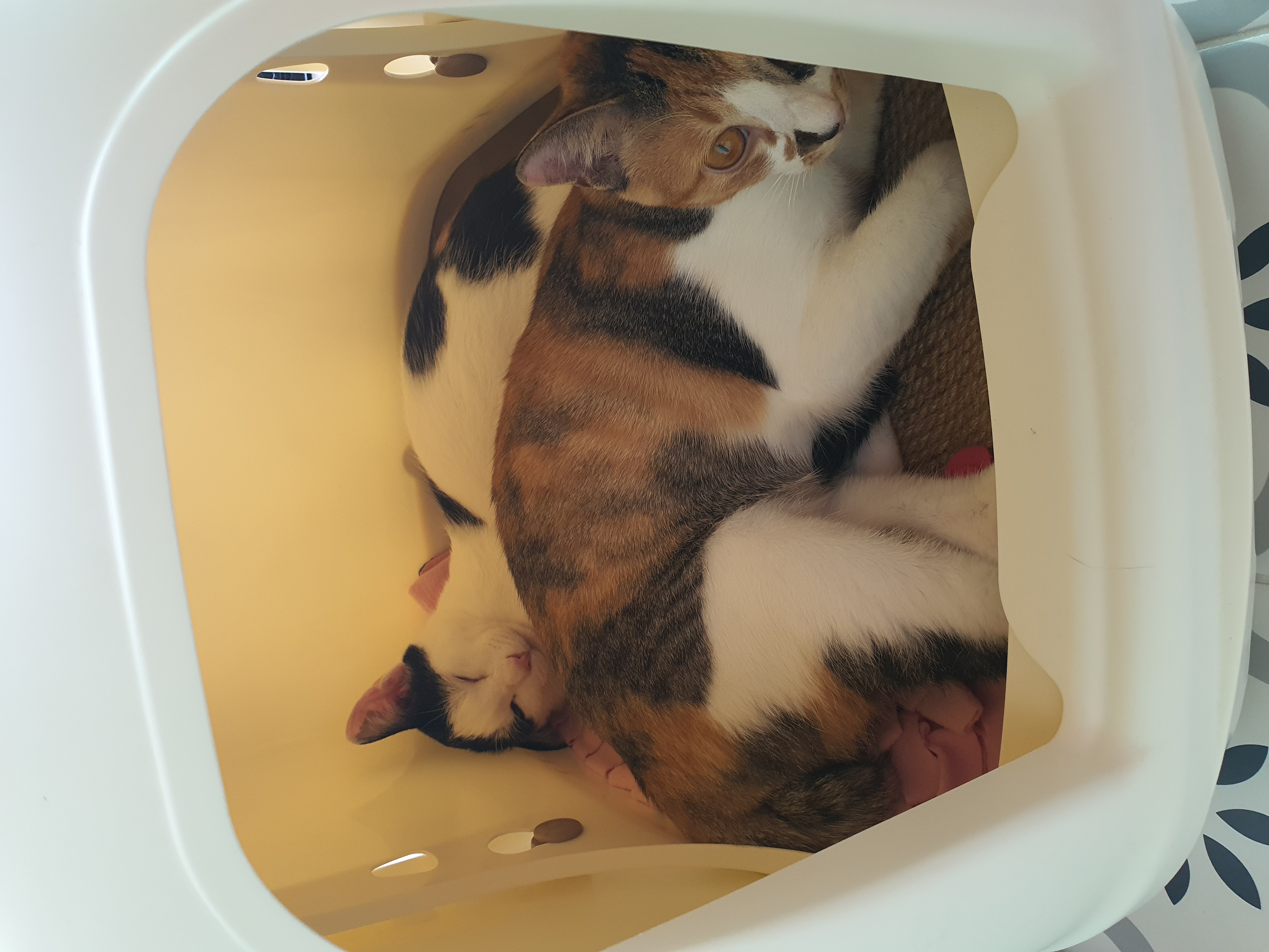 오랭.조랭이 입양 1년 후