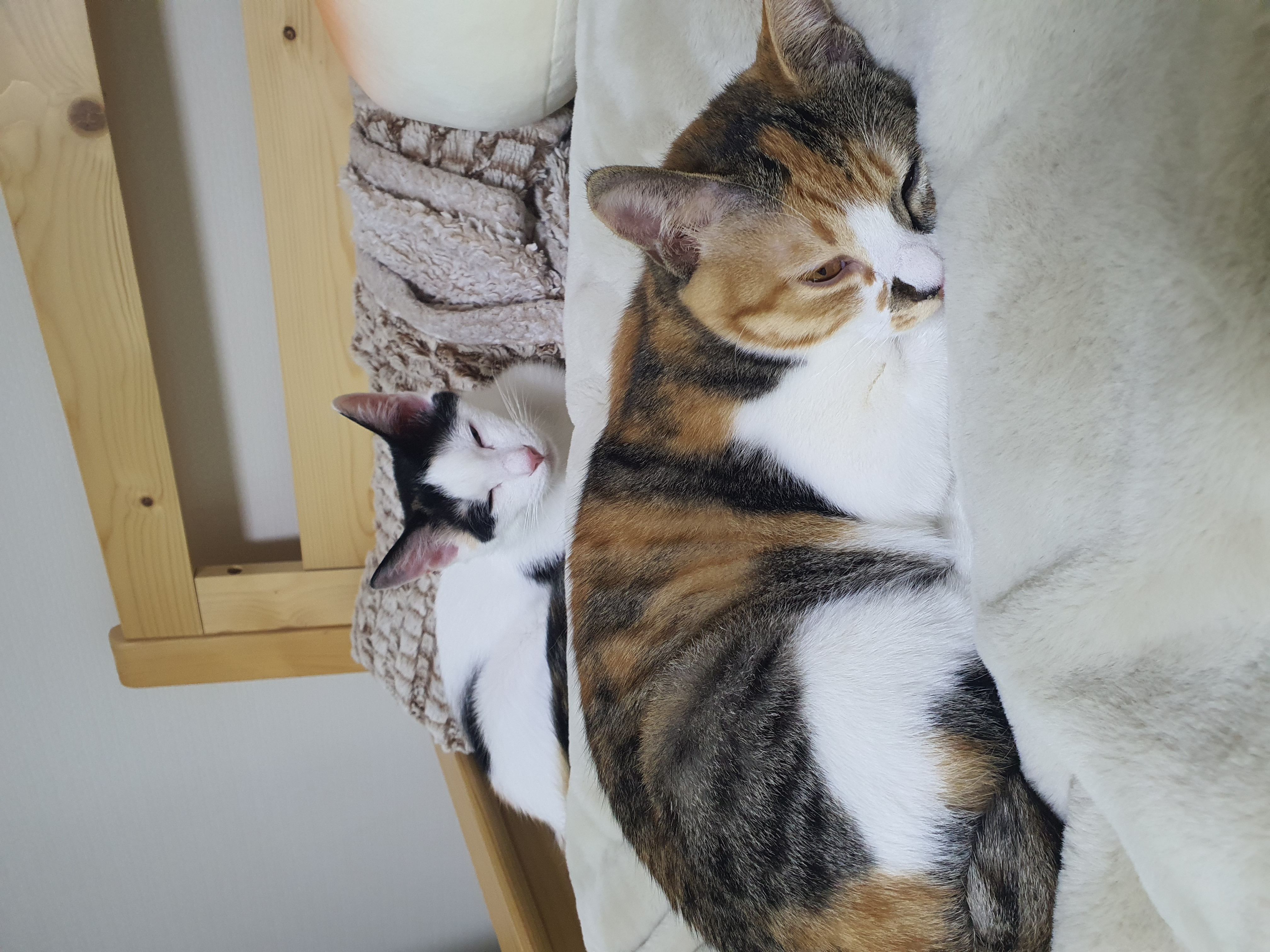 오랭.조랭이 입양 1년 후