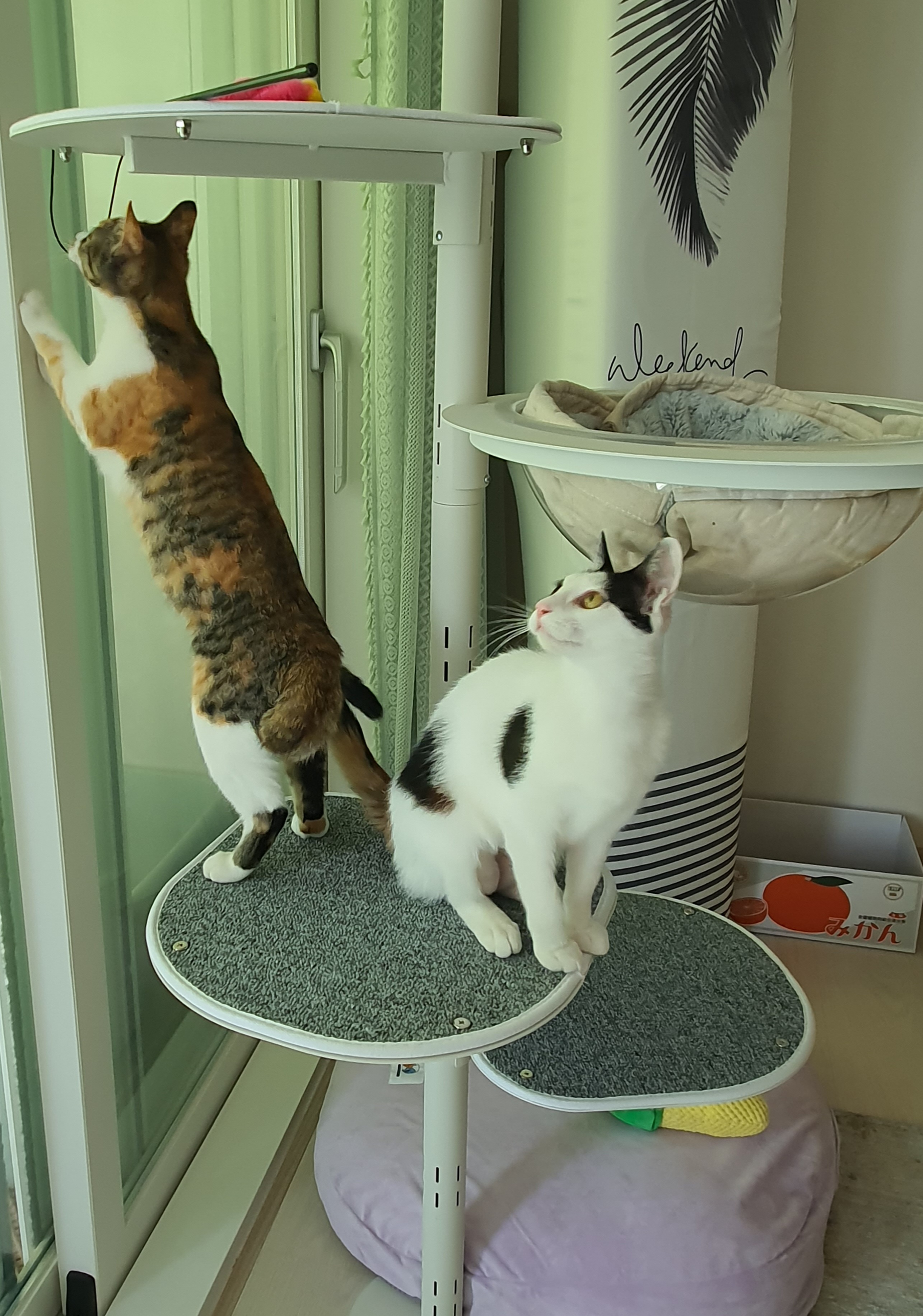 오랭.조랭이 입양 1년 후