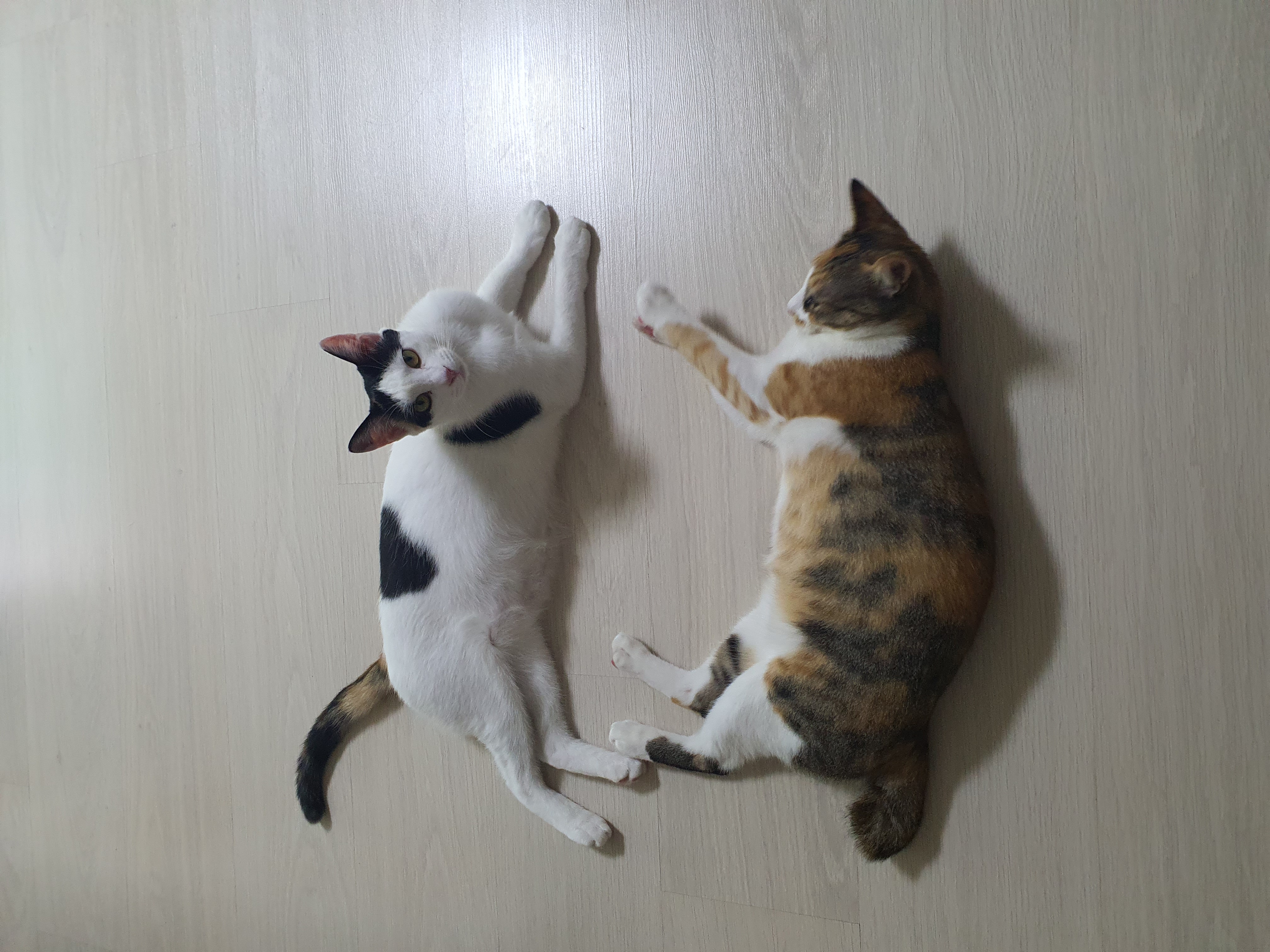 오랭.조랭이 입양 1년 후