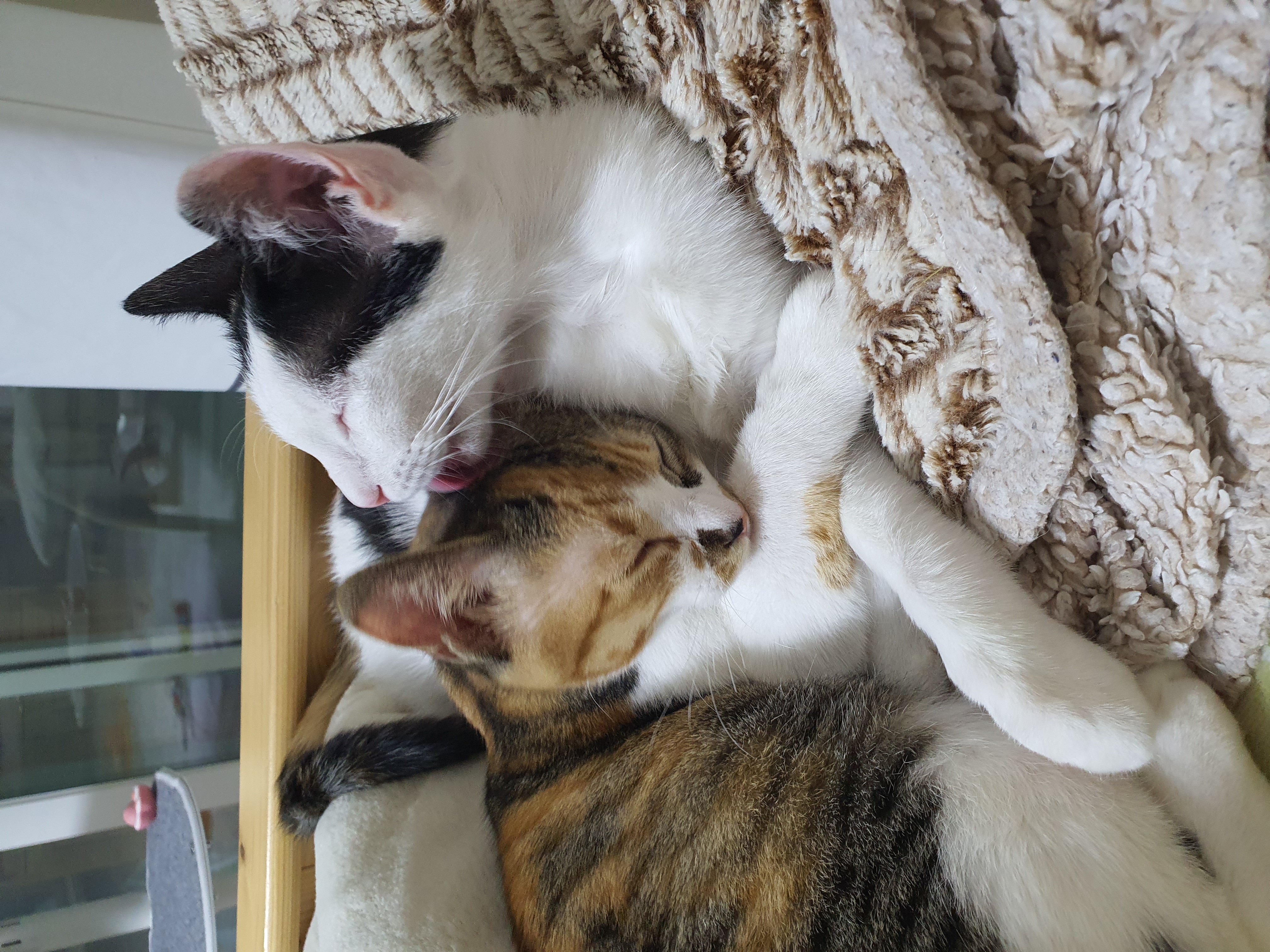 오랭.조랭이 입양 1년 후