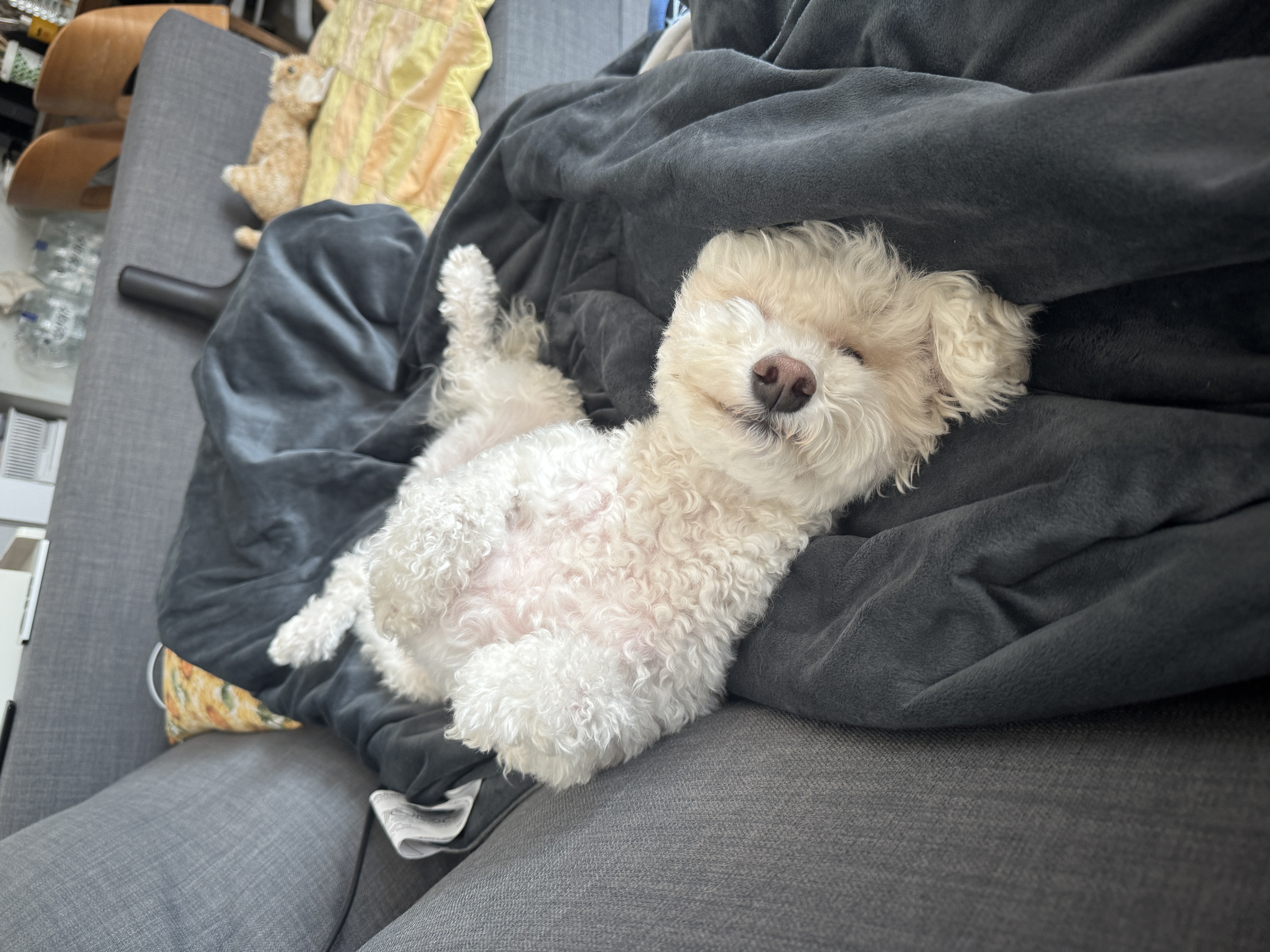 쿠크자견 (곤지암 연지 ) 심쿵