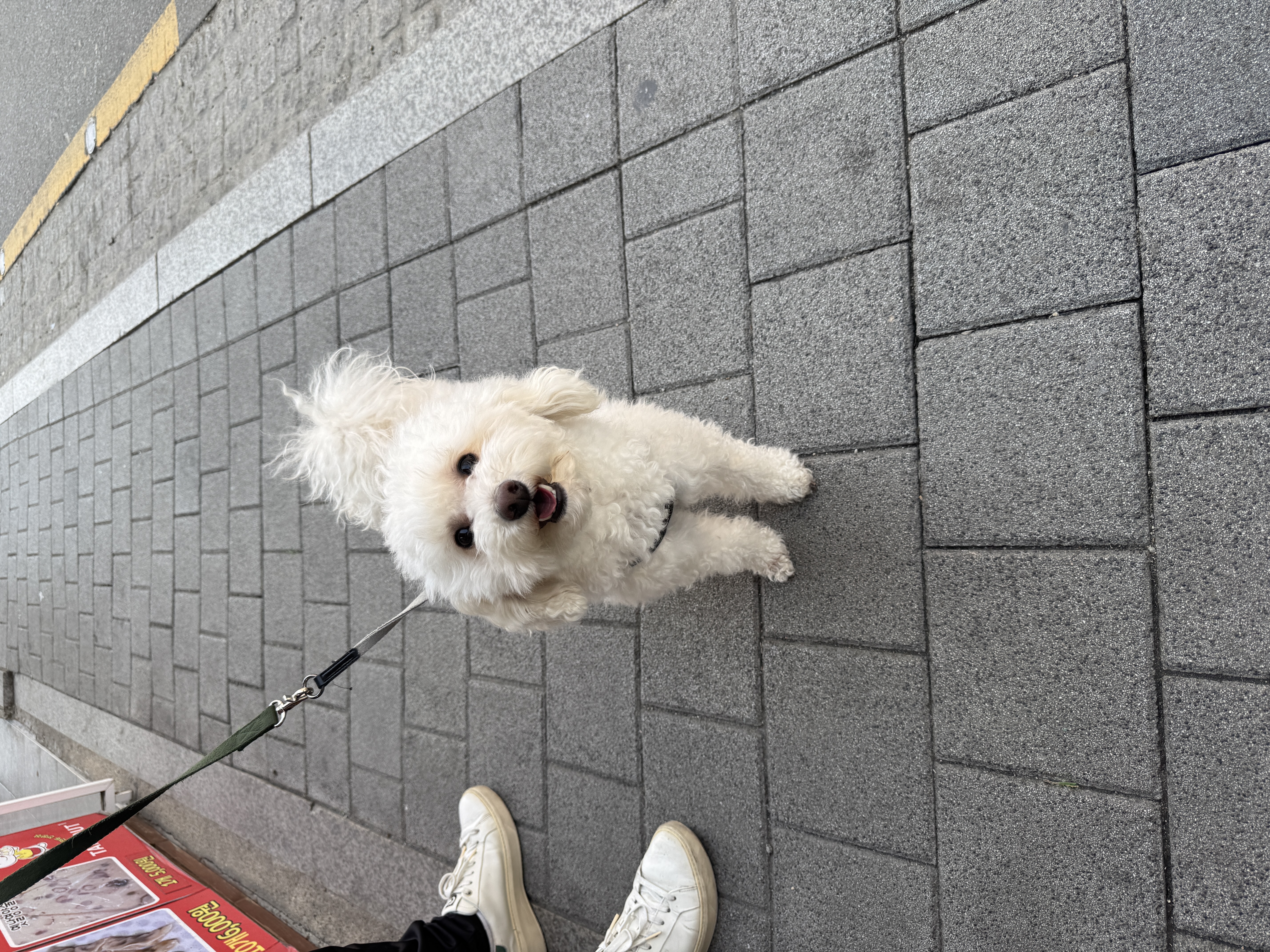쿠크자견 (곤지암 연지 ) 심쿵