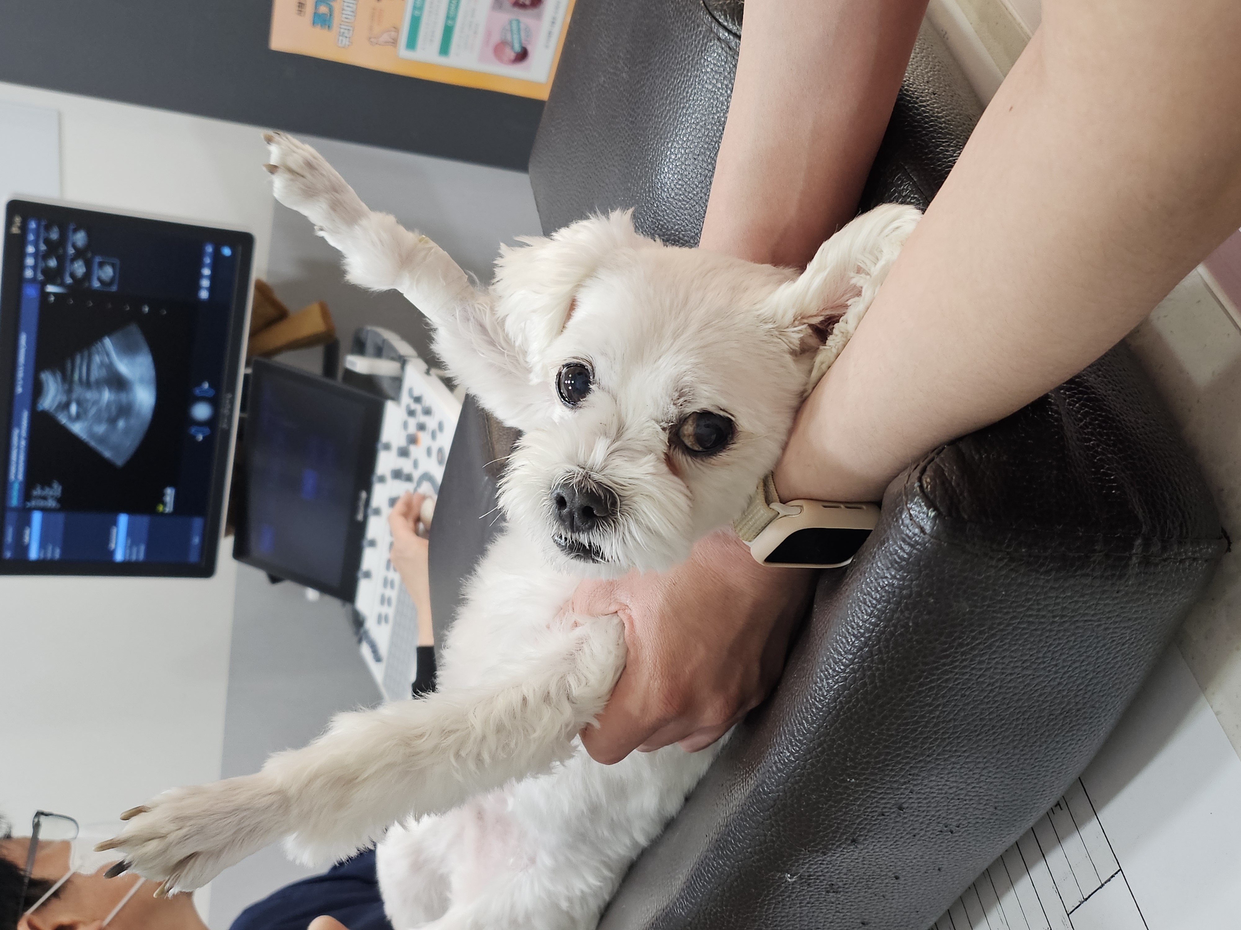 구름이 (예전 이름 홍이) 벌써 5년차
