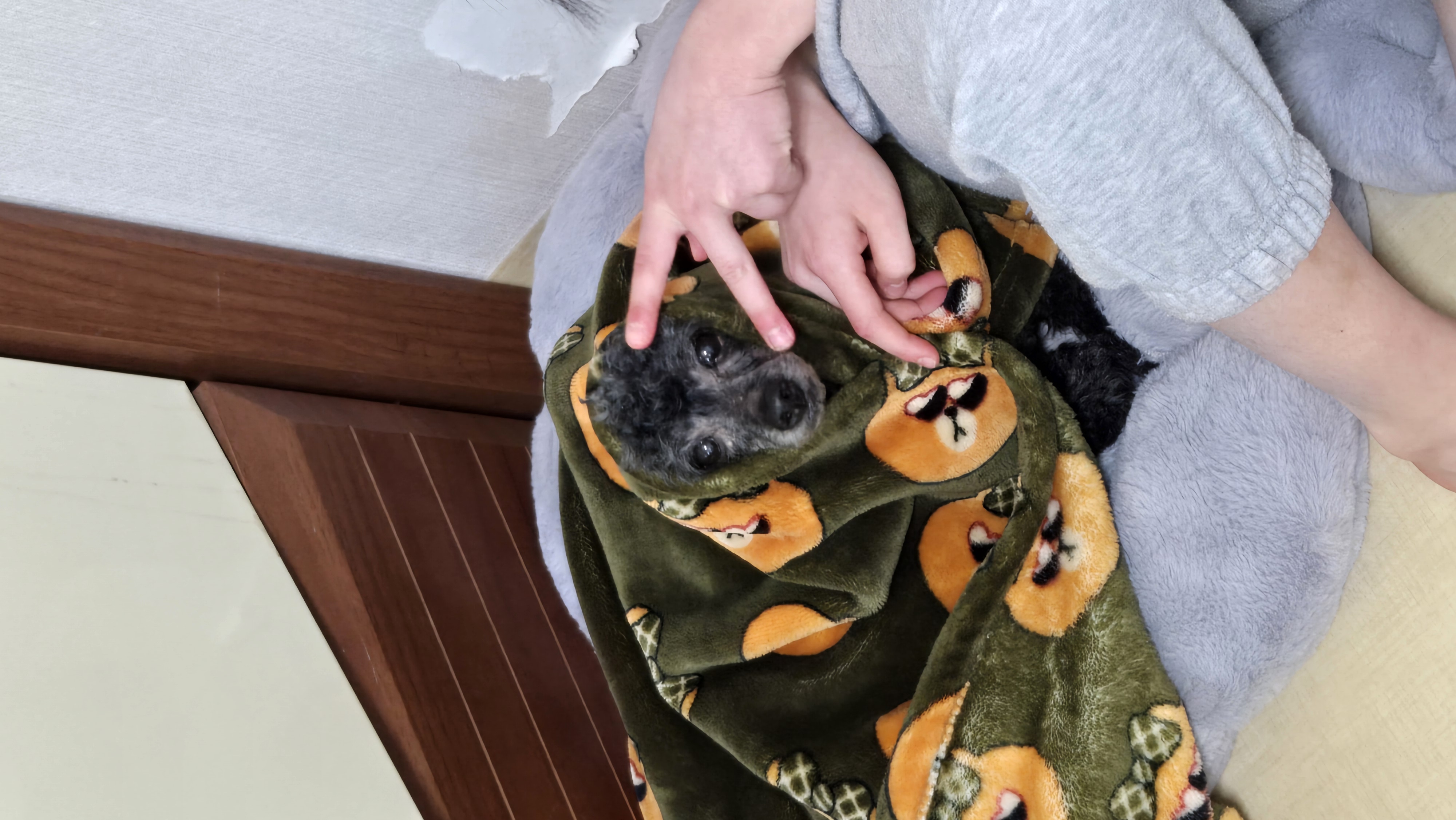 콩이(뽀송이) 입양후 근황