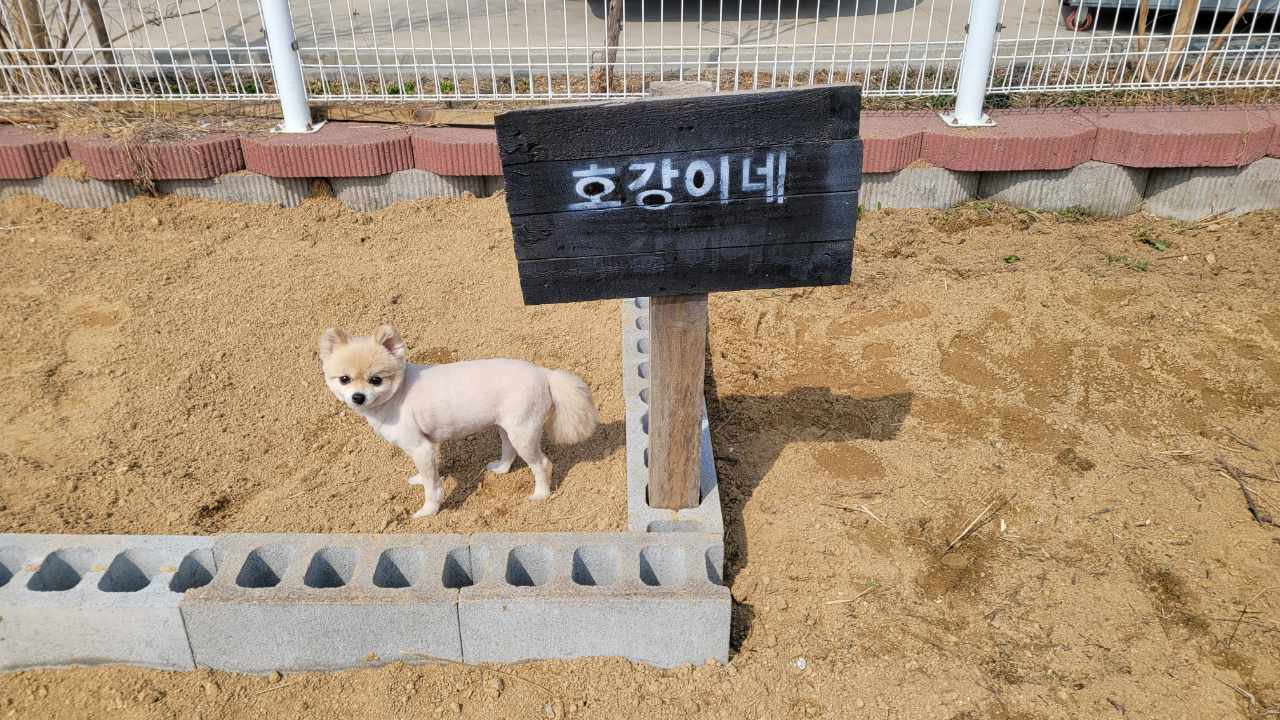 호강이(밤톨이) 잘지내고 있어요~