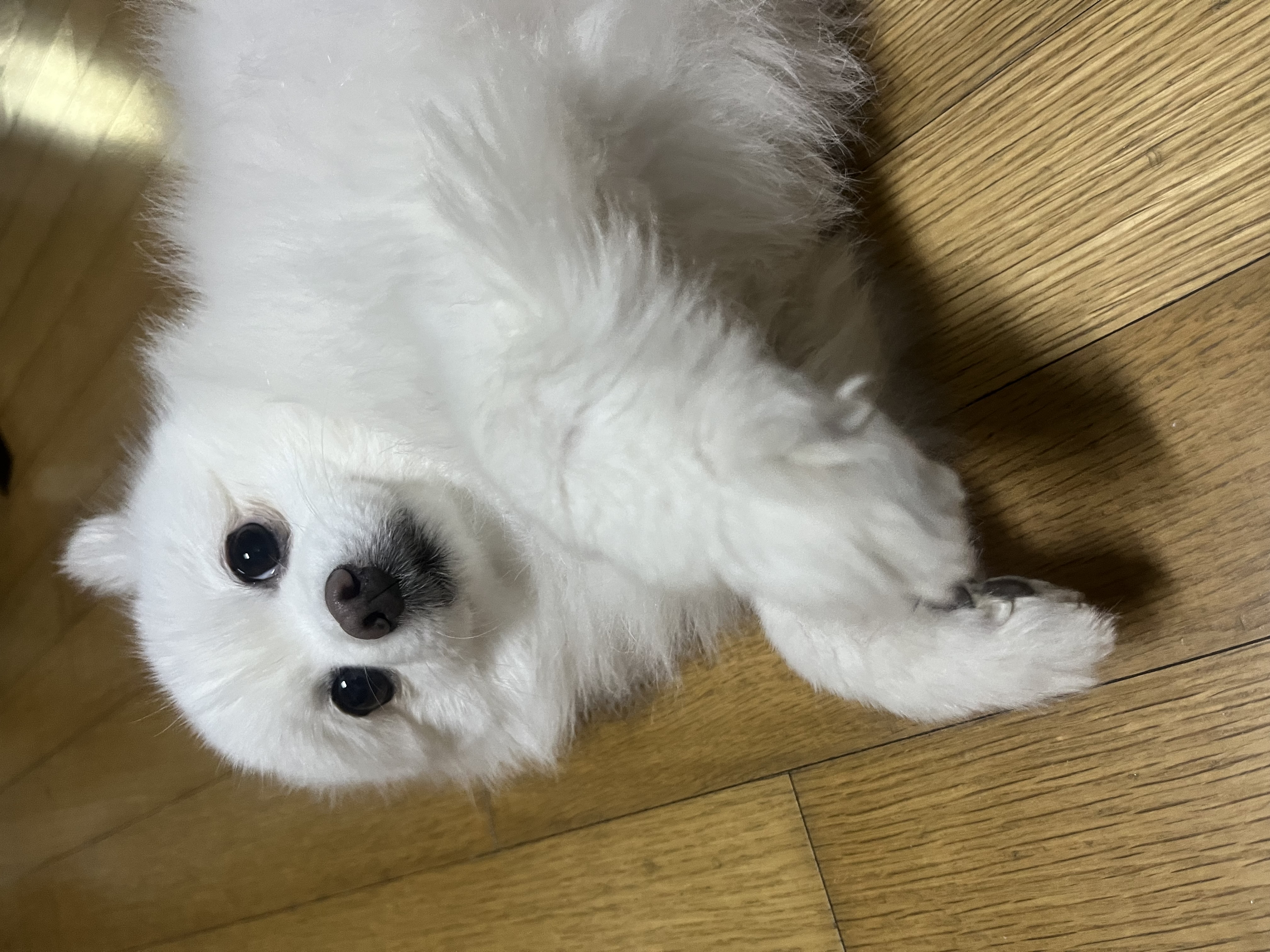 봄이 입양 4주년 후기(구 곤지암 눈송이)