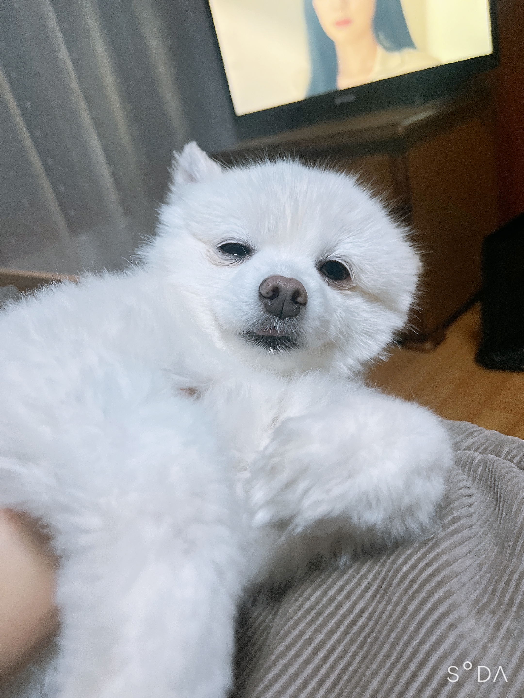 봄이 입양 4주년 후기(구 곤지암 눈송이)