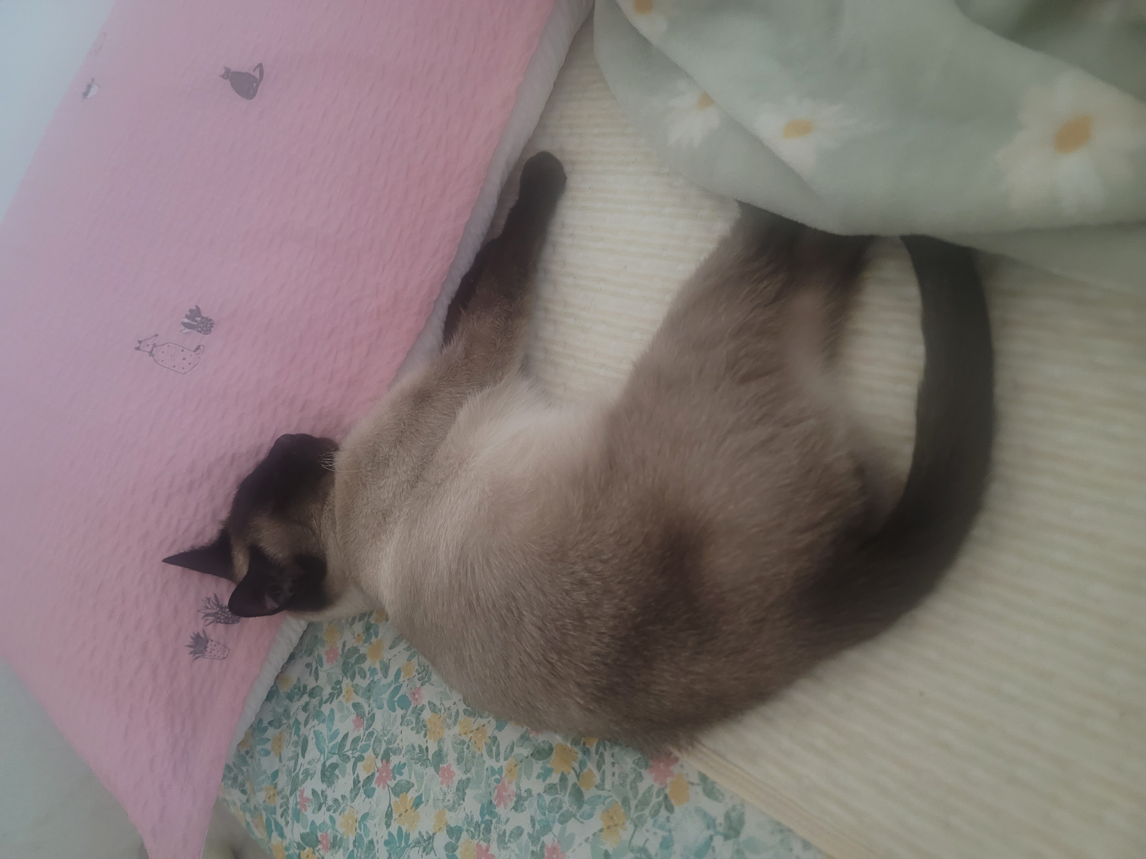 캐리 구)깜이