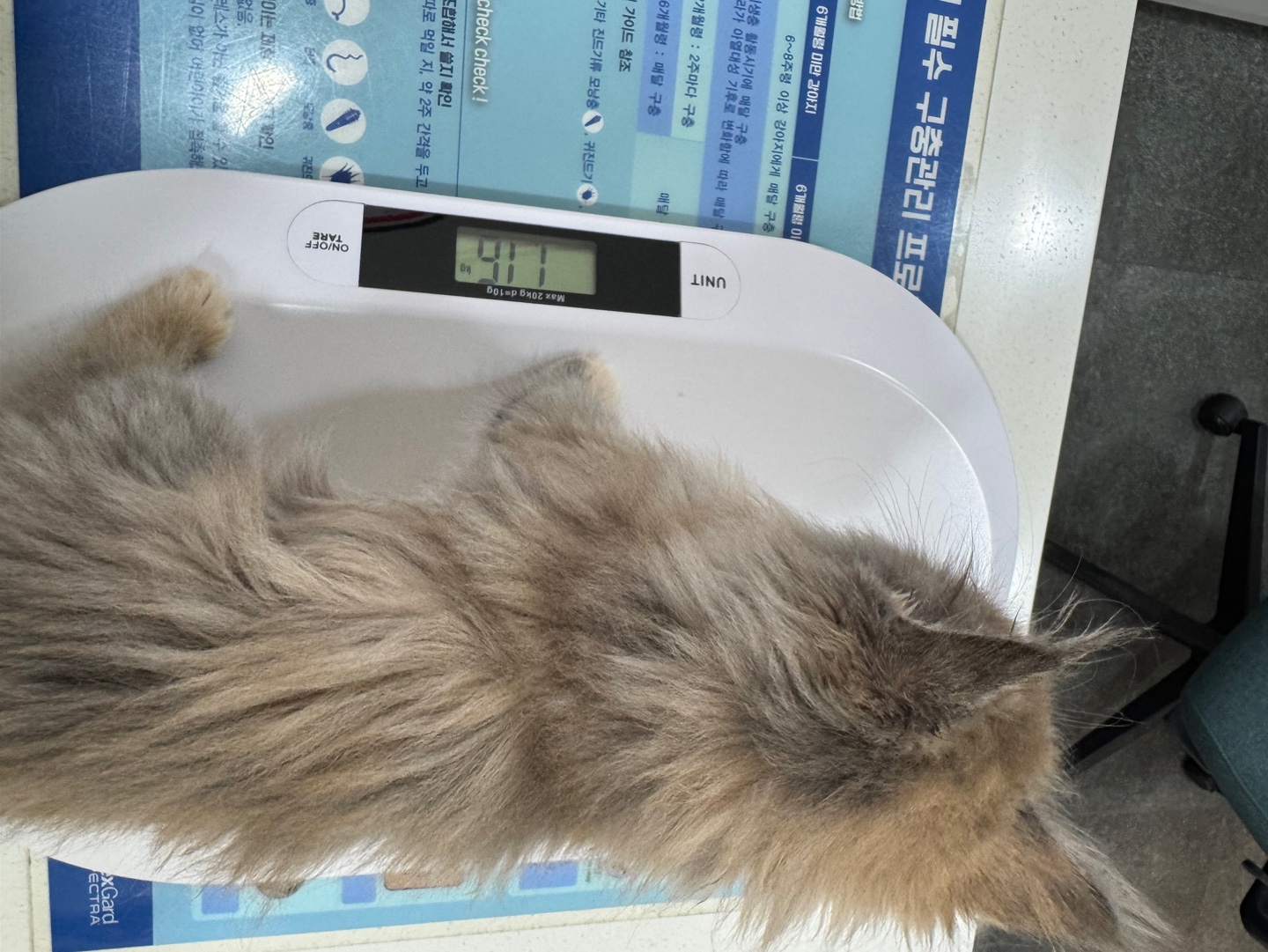 라비는 하루하루 soya가 되어가구있어요