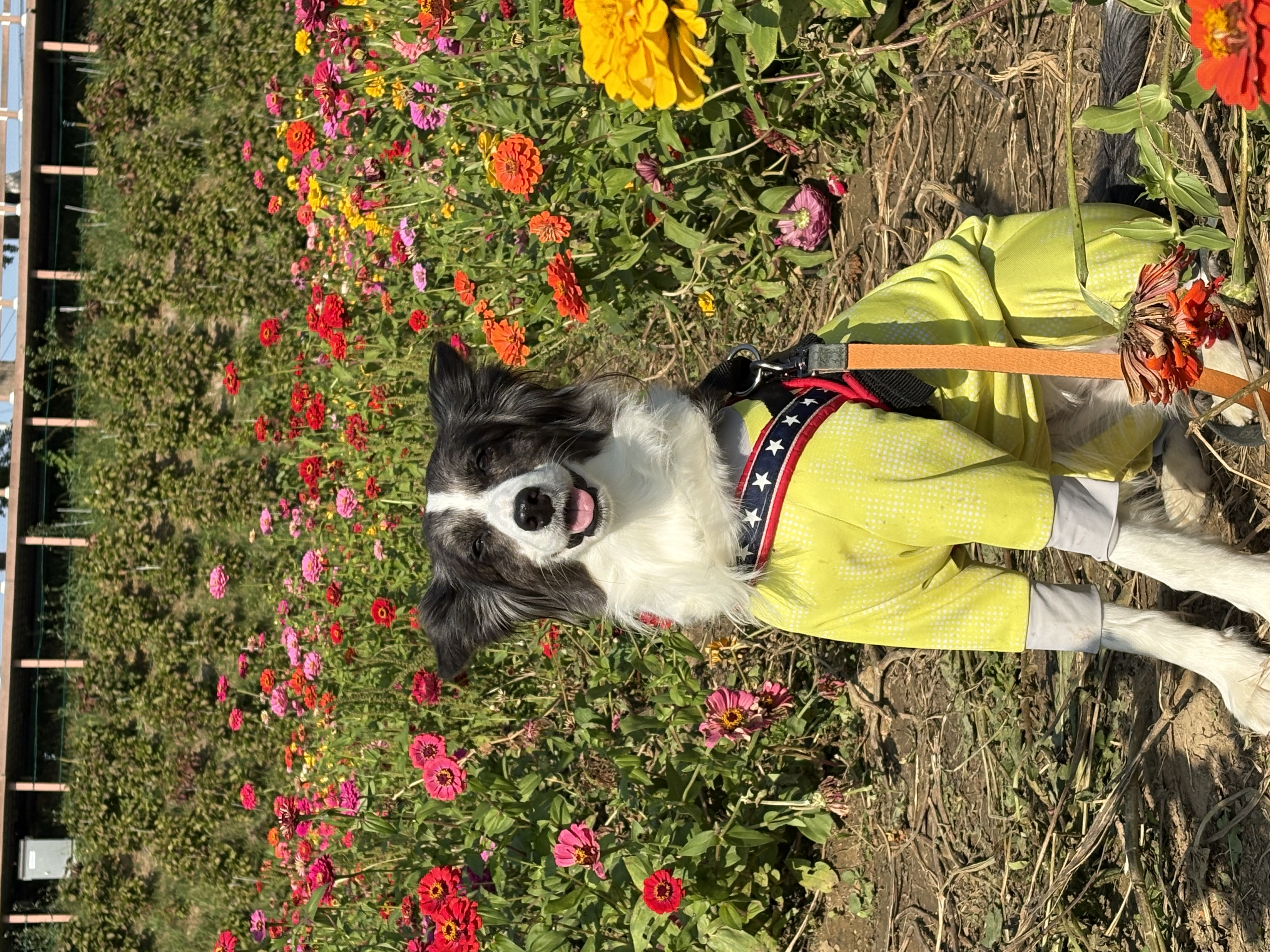 밀리(릴리안)와 함께