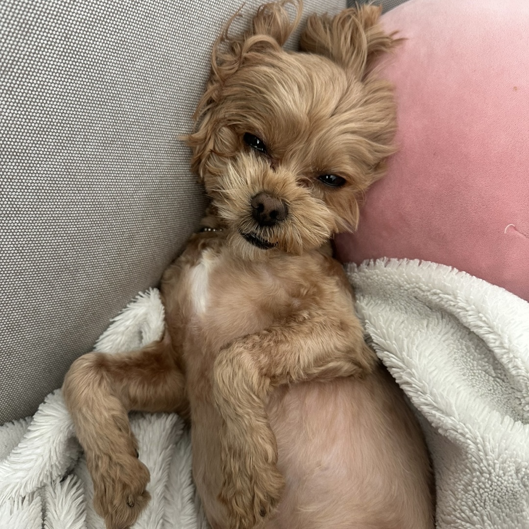 온느(봉봉이) 입양 2년 후기입니다:)