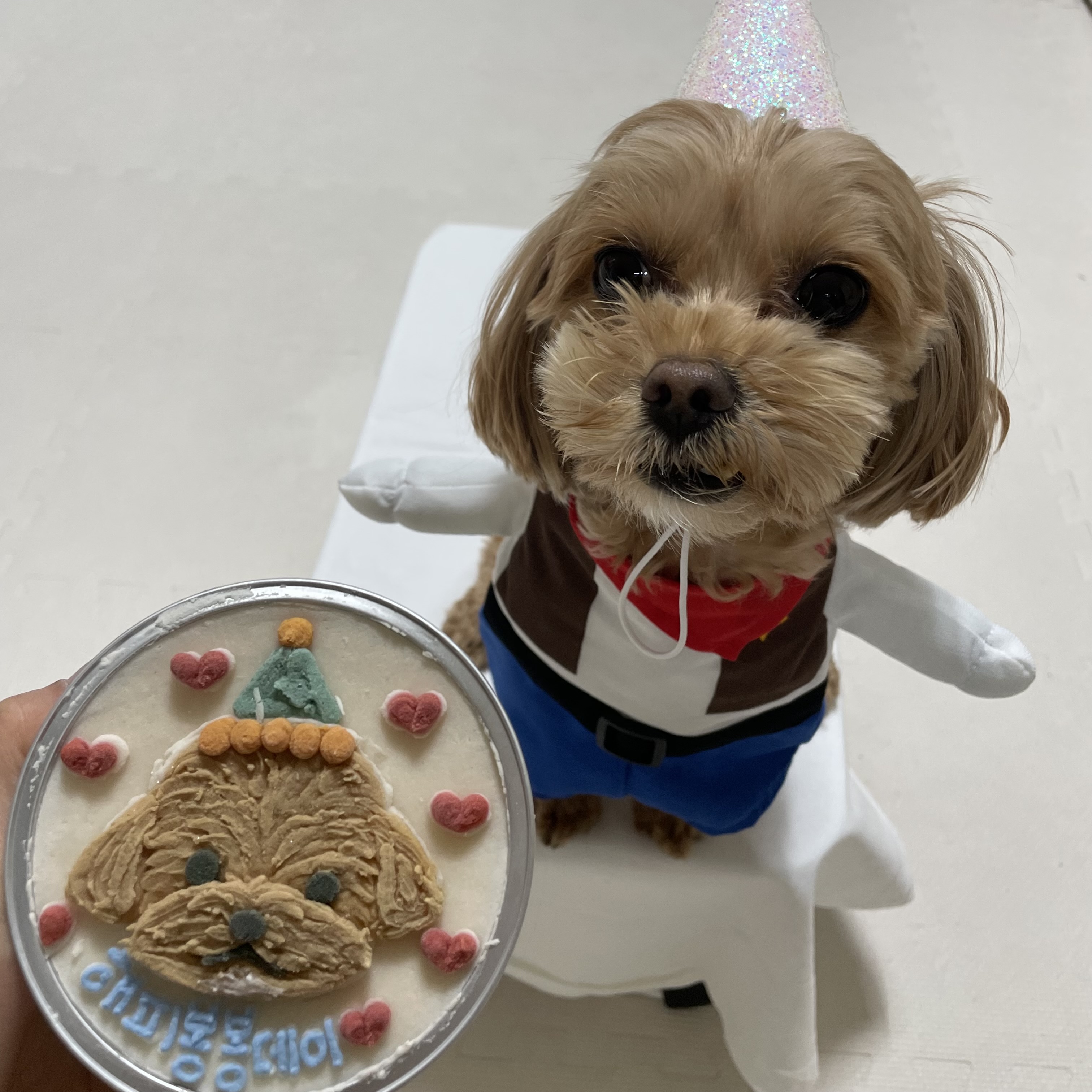 온느(봉봉이) 입양 2년 후기입니다:)