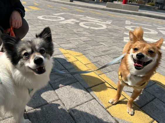 사탕이(구 수수) 우리집에 온지 2년 되었어요!