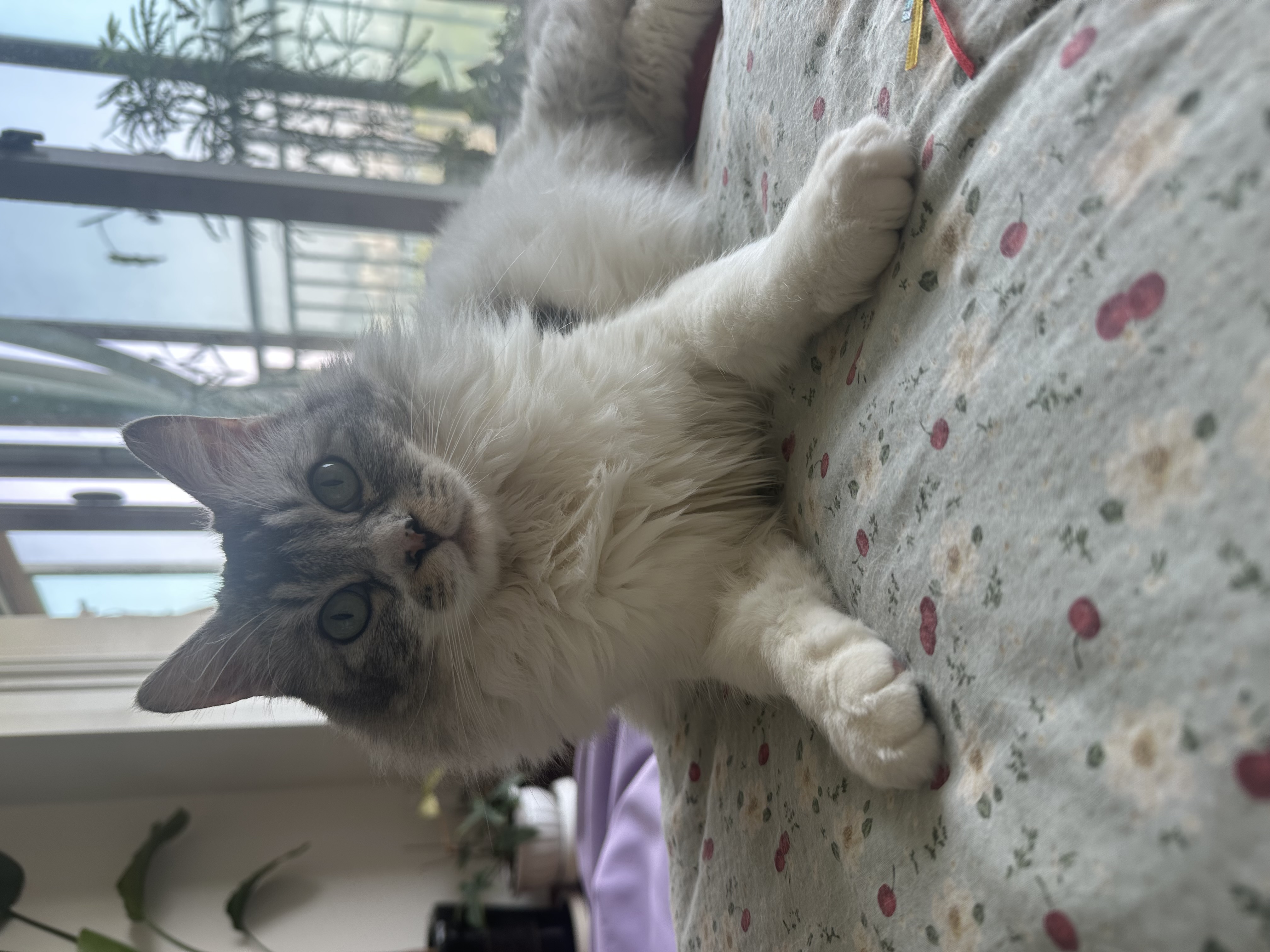 율무(수미) 입양 후 1년 