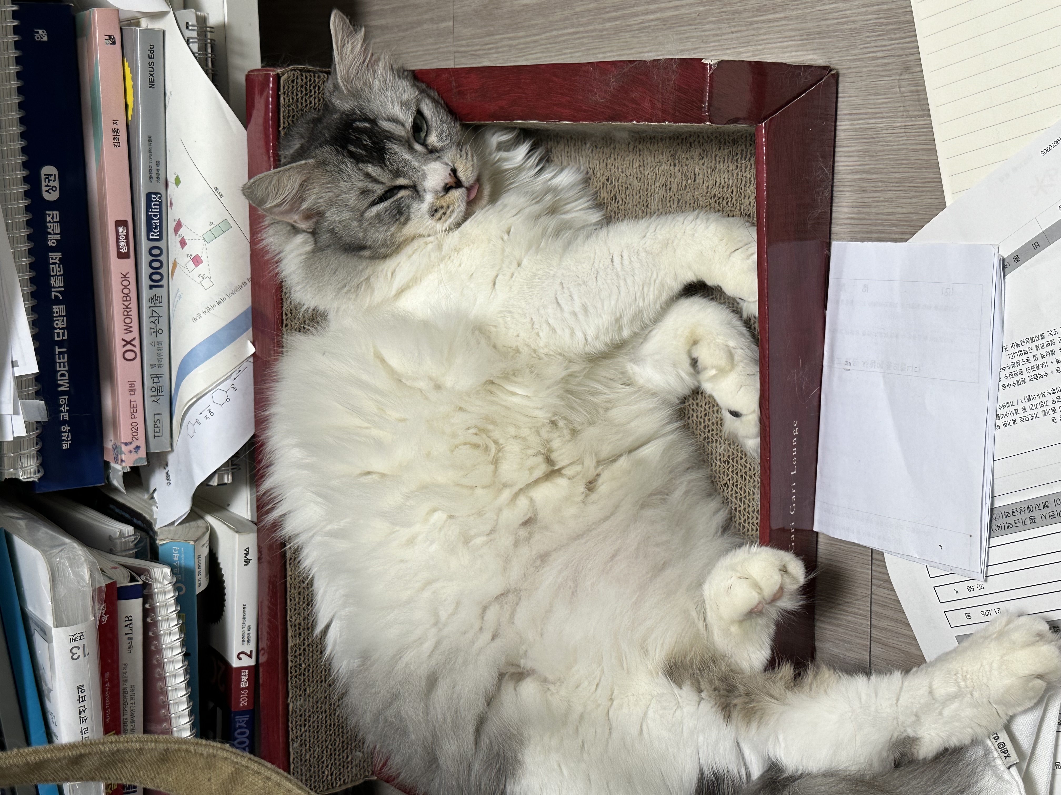 율무(수미) 입양 후 1년 